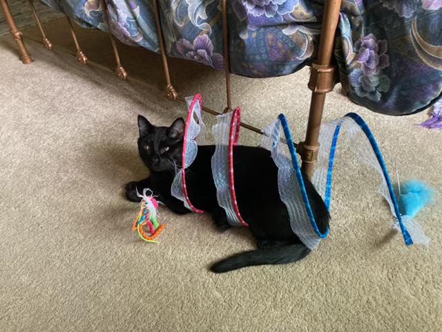 PETEY (SQUEAKY PETE), Adoptable, Adult Male Domestic Short Hair.