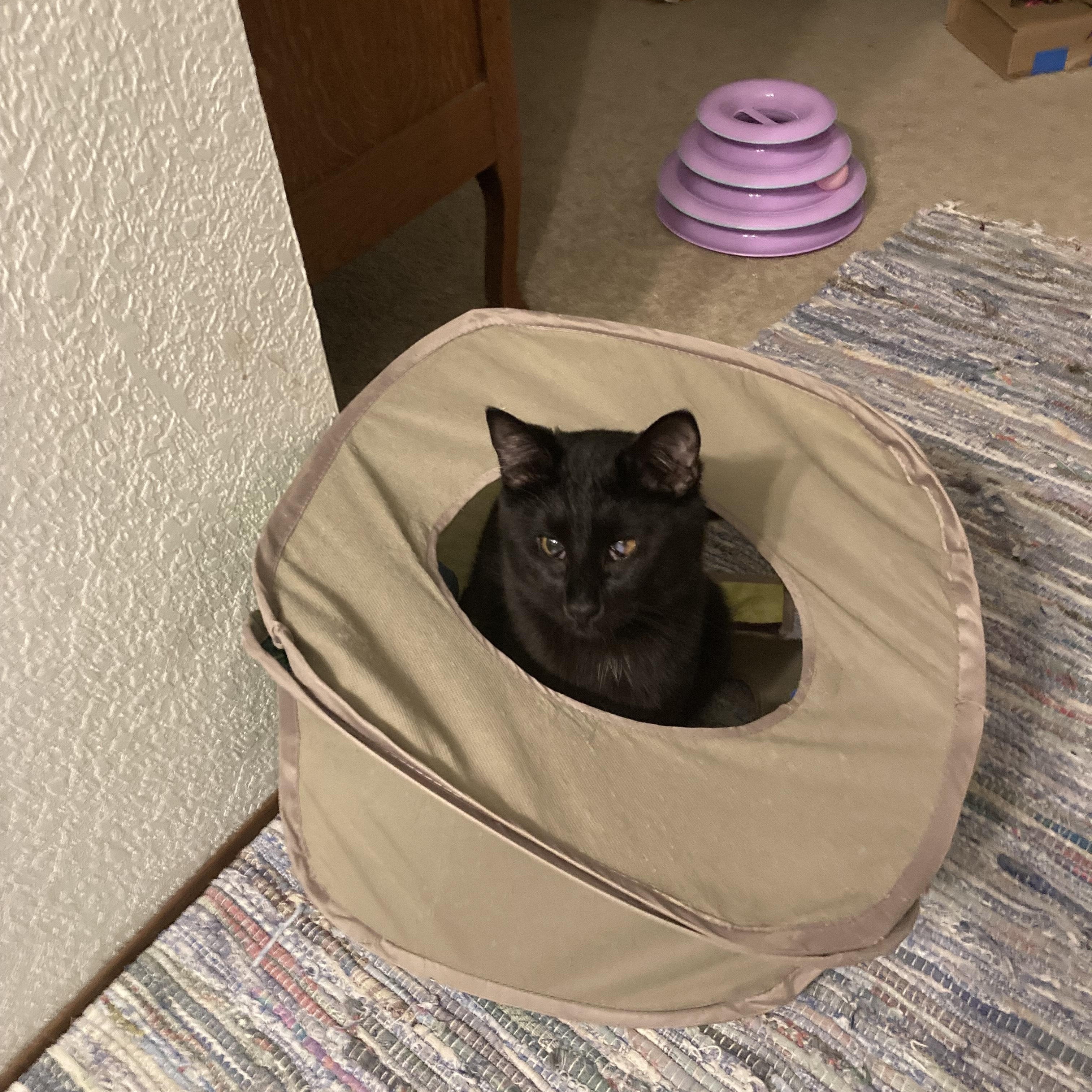 SQUEAKY PETE, a Adoptable Domestic Short Hair in Puyallup, WA image 3/5