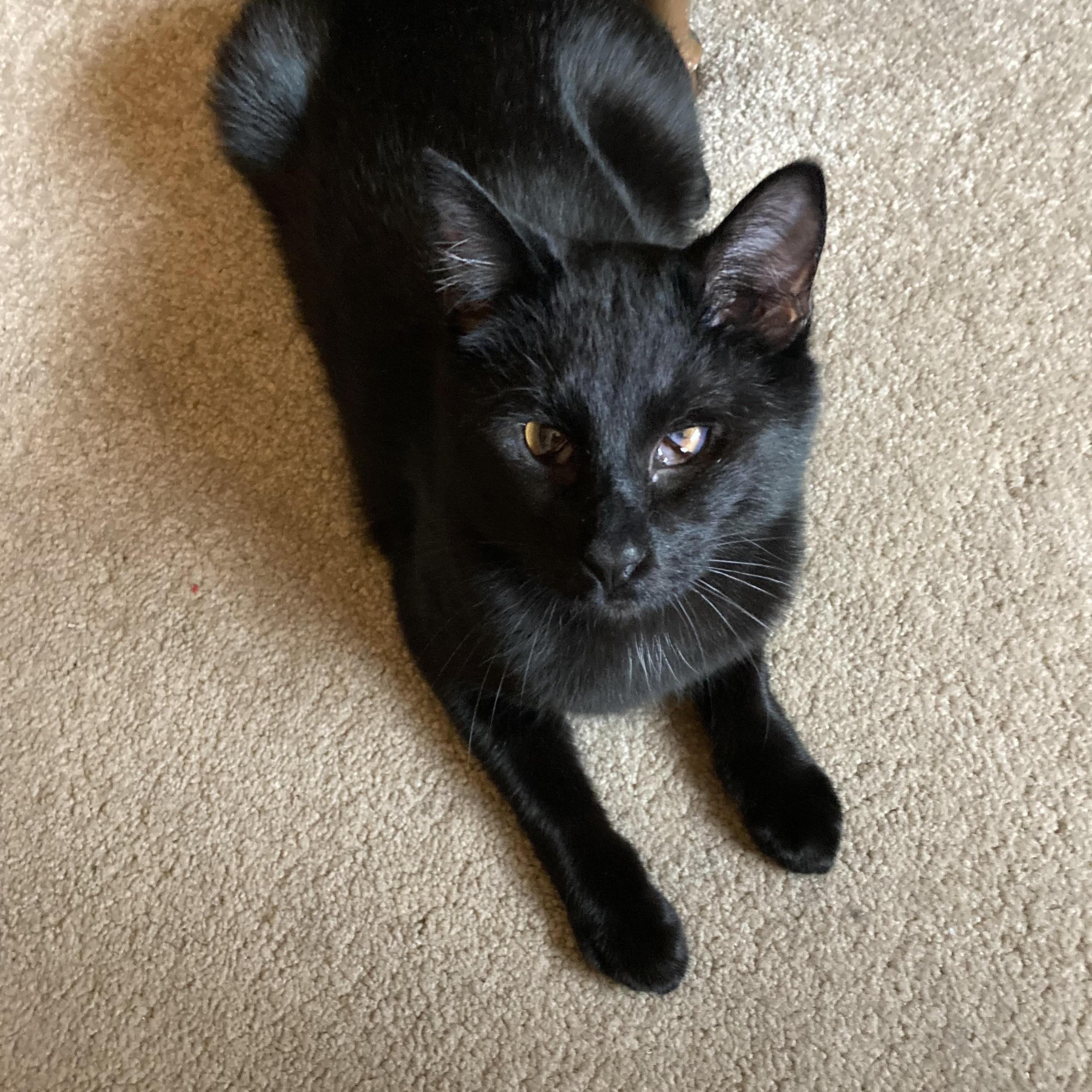 SQUEAKY PETE, a Adoptable Domestic Short Hair in Puyallup, WA image 4/5