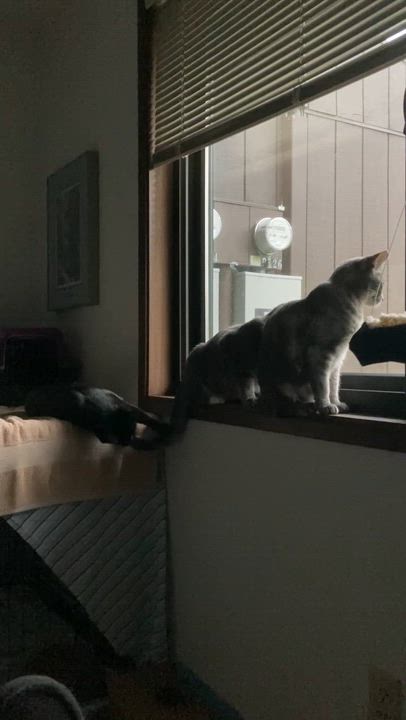 Enlarge SQUEAKY PETE, a Adoptable Domestic Short Hair in Puyallup, WA video 5/5