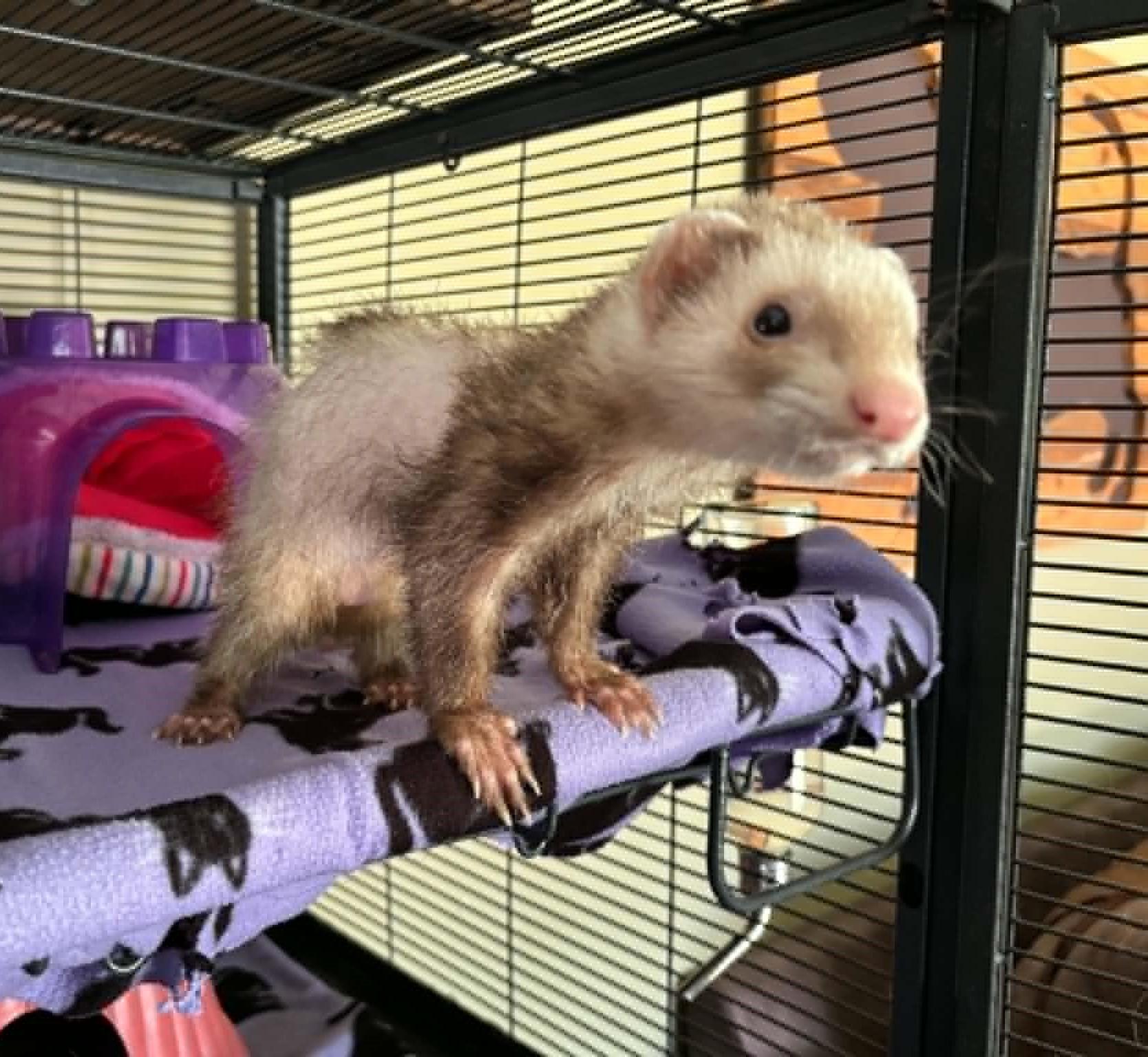 Gollum, a ADOPTABLE Ferret in Saint Paul, MN image 2/4