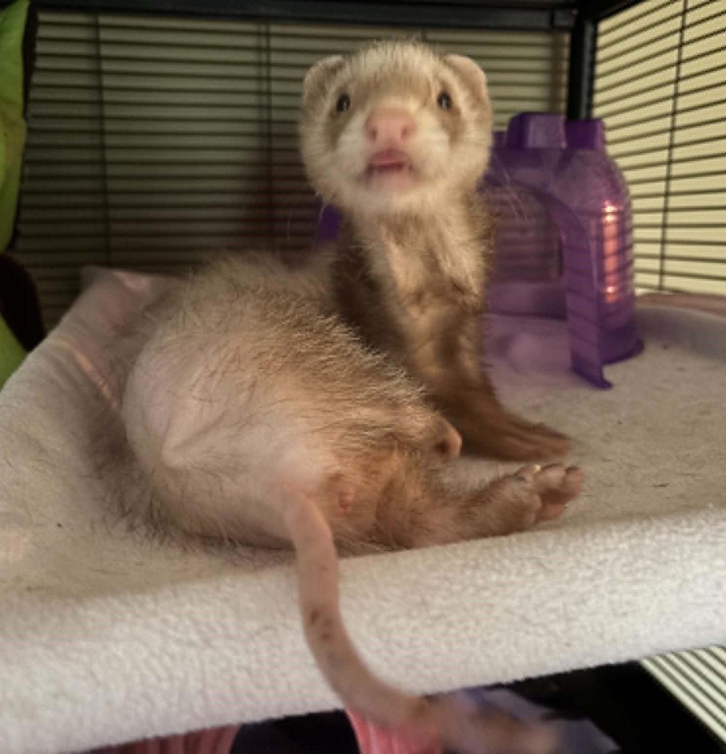 Gollum, a ADOPTABLE Ferret in Saint Paul, MN image 4/4
