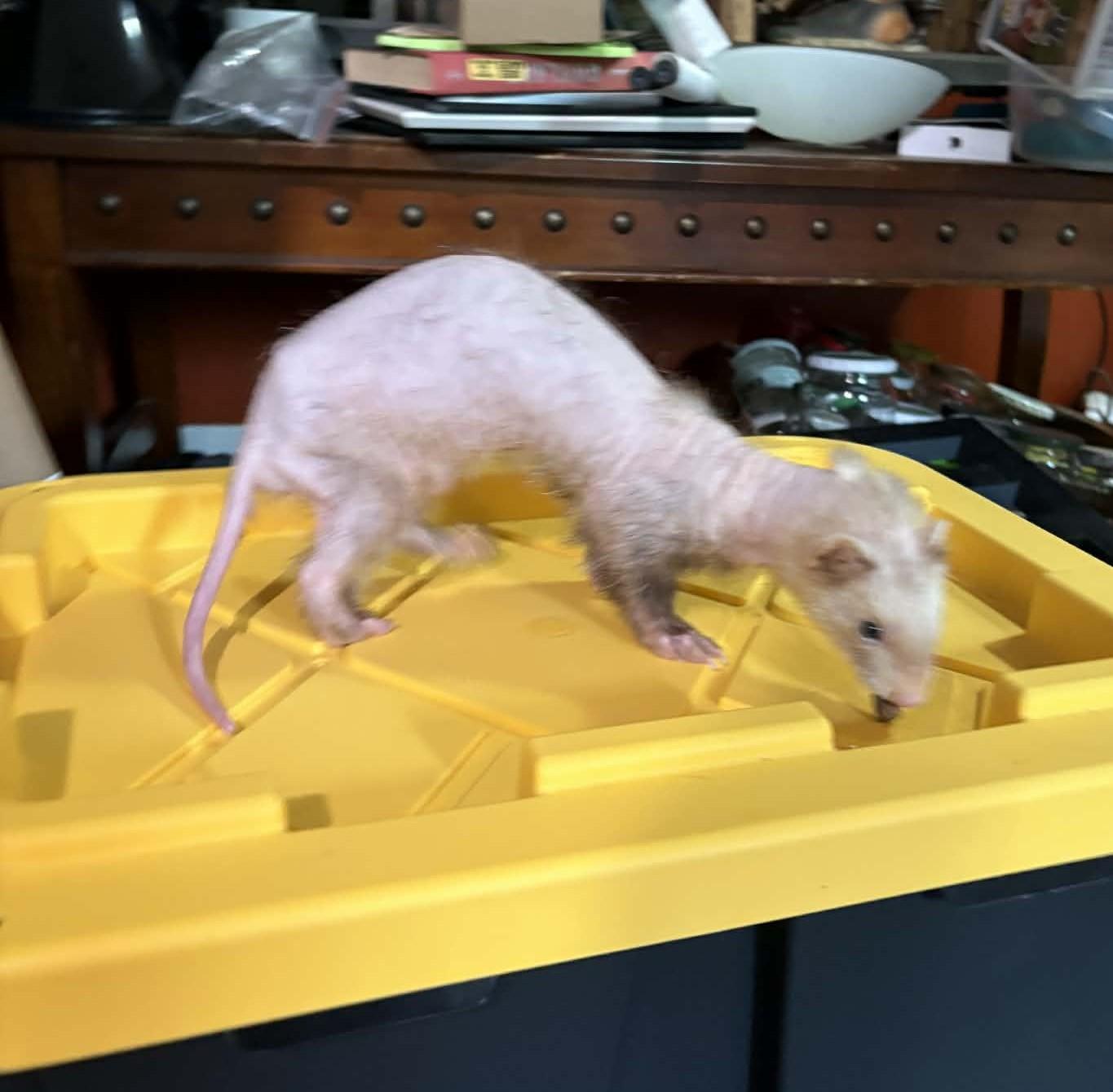 Gollum, a ADOPTABLE Ferret in Saint Paul, MN image 3/4