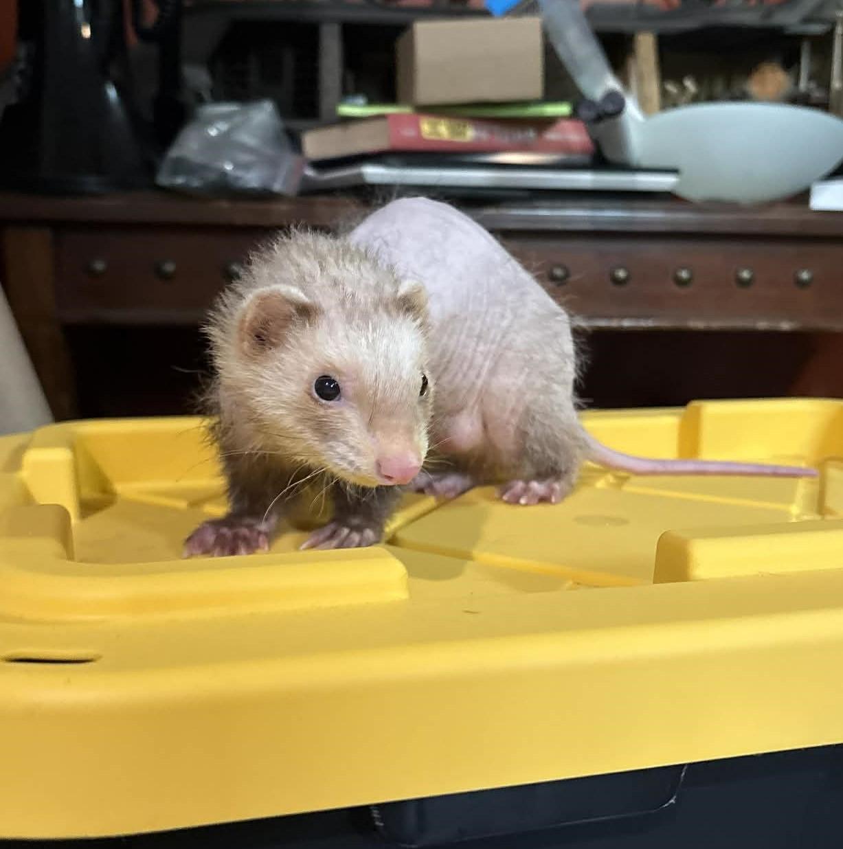 Gollum, ADOPTABLE, Adult Male Ferret.