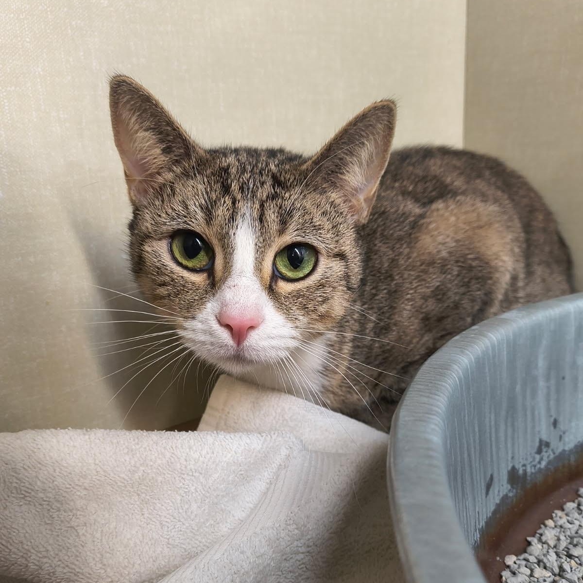 Jersey, ADOPTABLE, Young Female Domestic Short Hair.