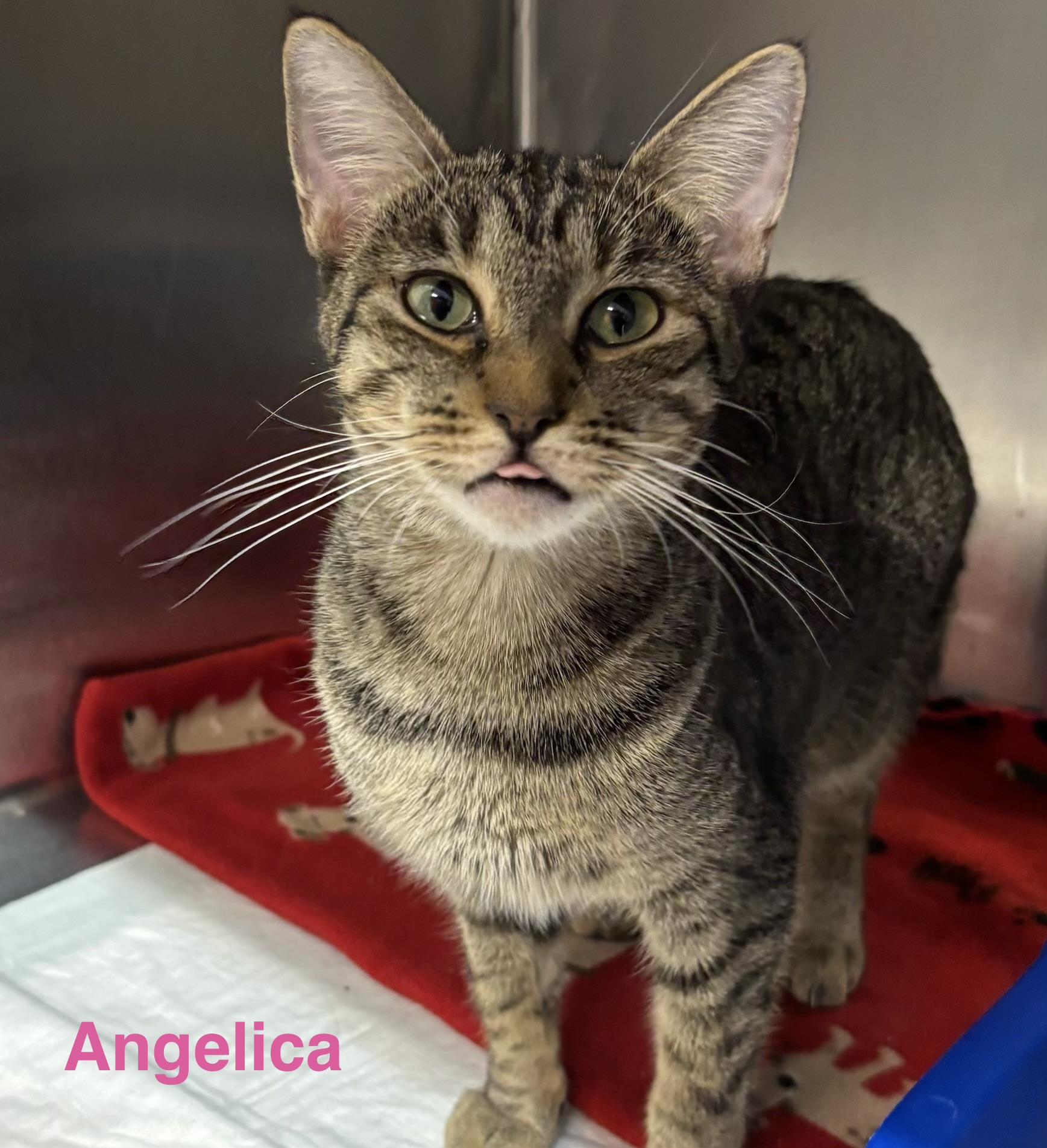 Angelica, ADOPTABLE, Adult Female Tabby.