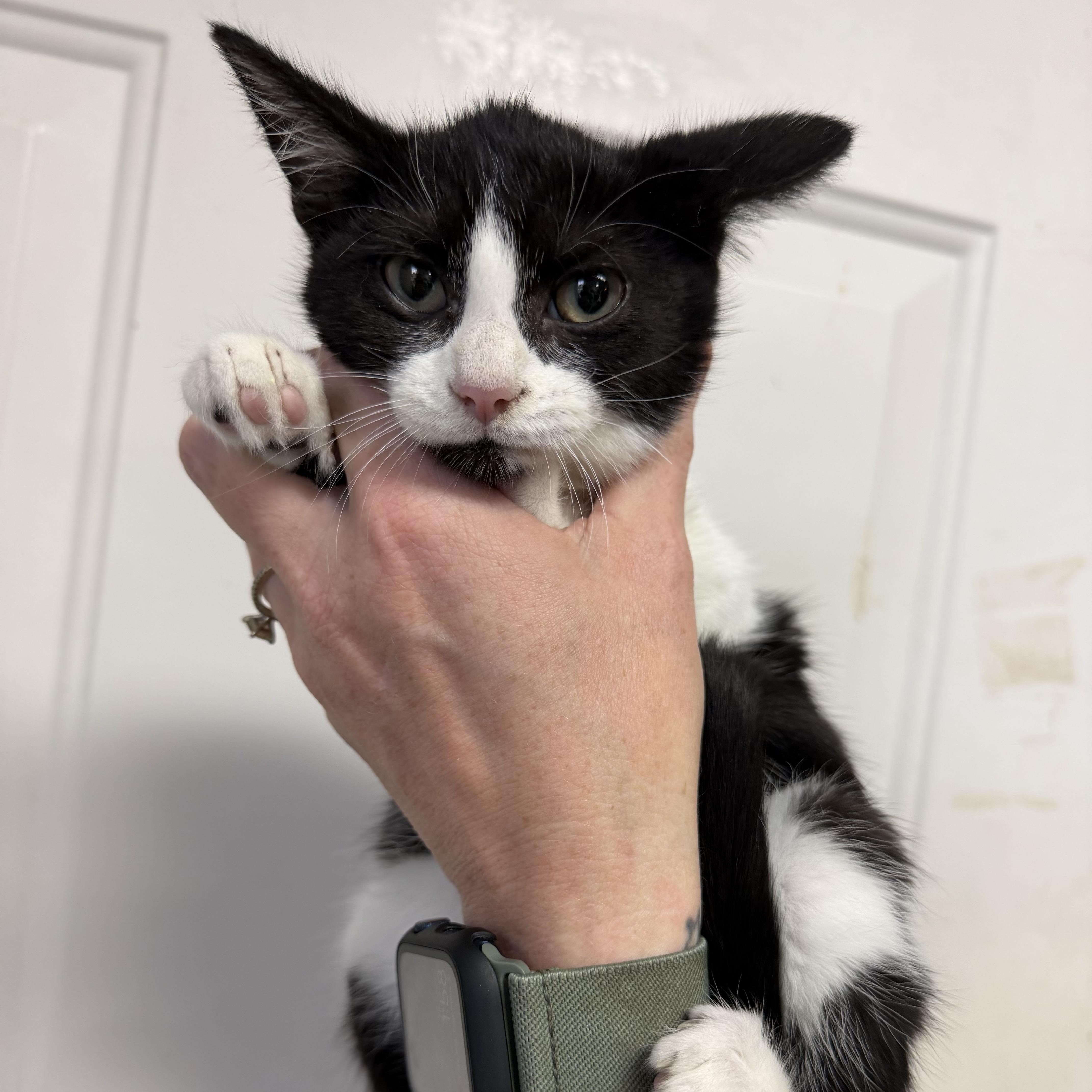 Enlarge Mystique, a Adoptable mixed breed in Boothbay, ME image 3/5
