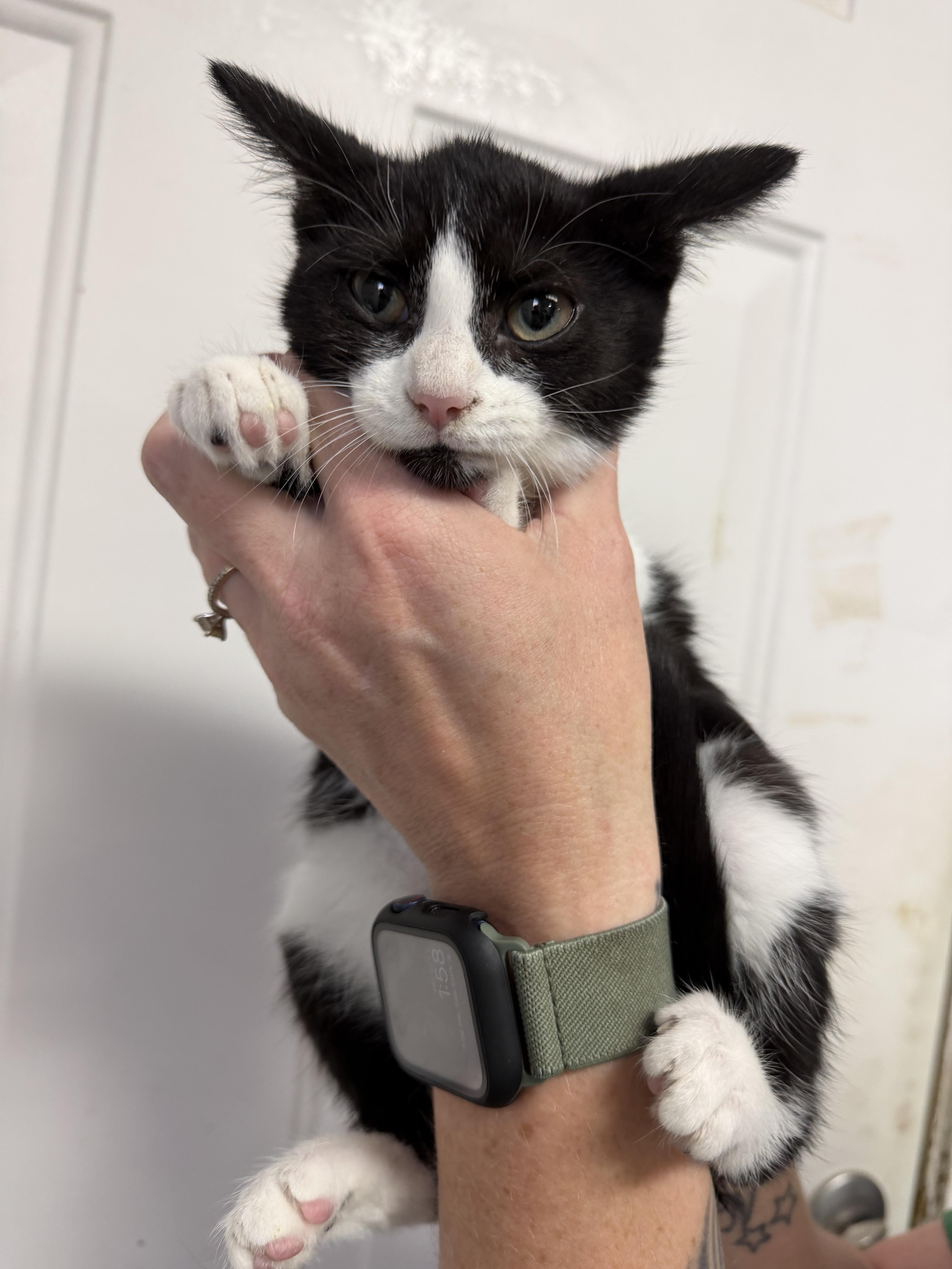 Enlarge Mystique, a Adoptable mixed breed in Boothbay, ME image 5/5