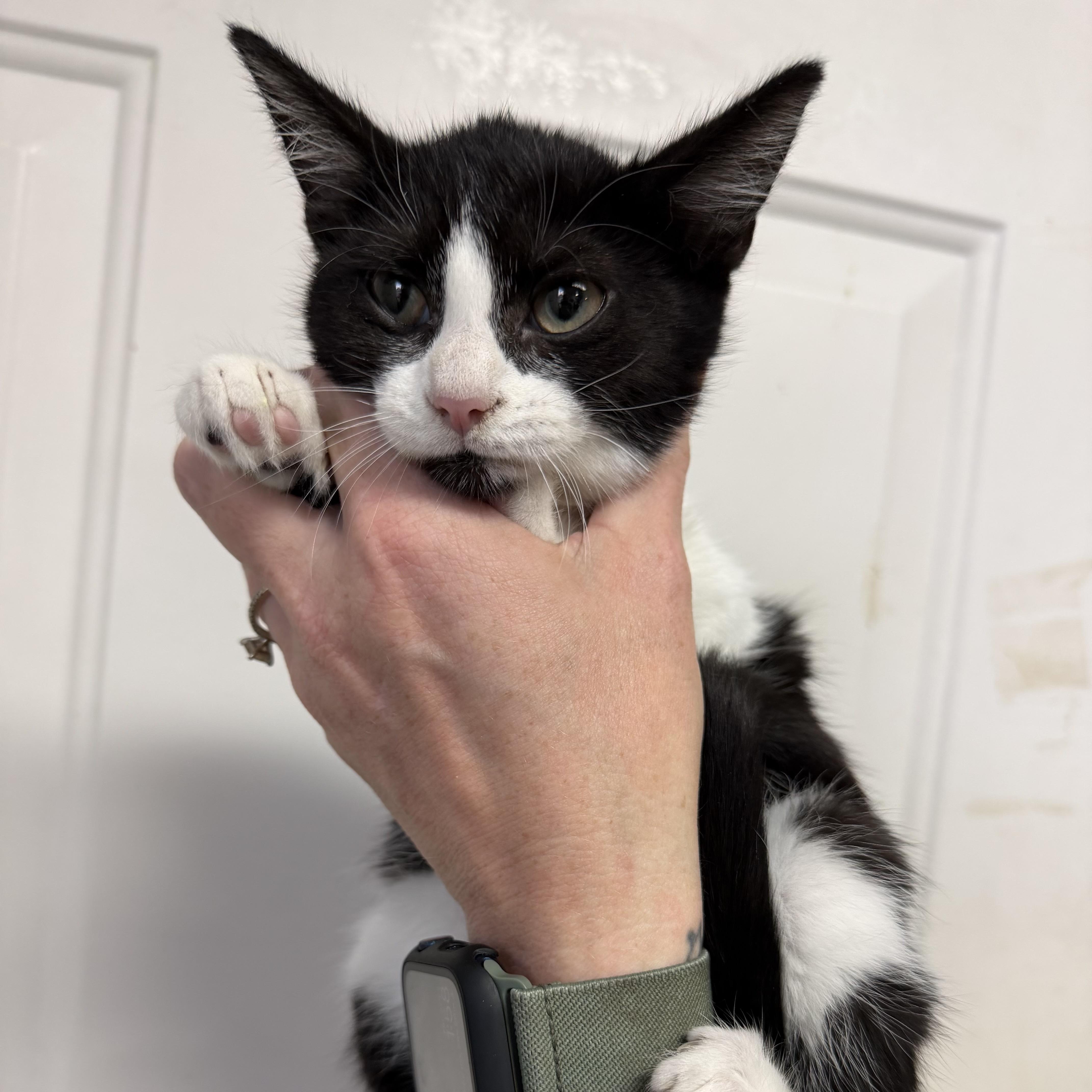 Enlarge Mystique, a Adoptable mixed breed in Boothbay, ME image 2/5