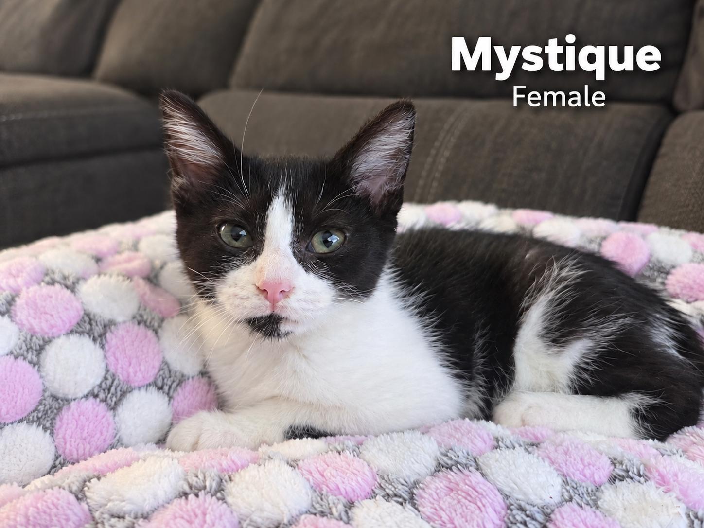 Mystique, Adoptable, Kitten Female Tuxedo & Domestic Short Hair.