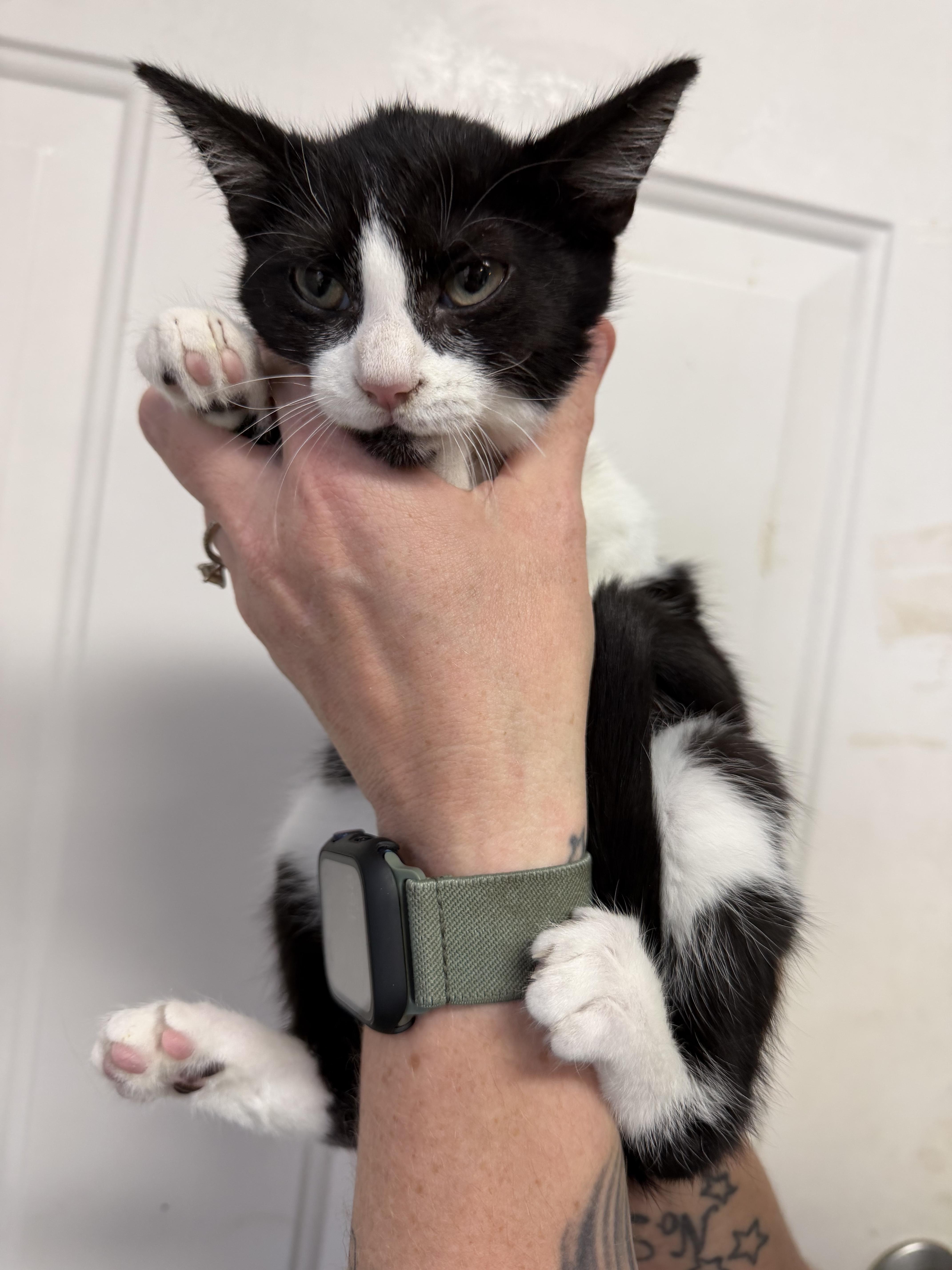 Enlarge Mystique, a Adoptable mixed breed in Boothbay, ME image 4/5