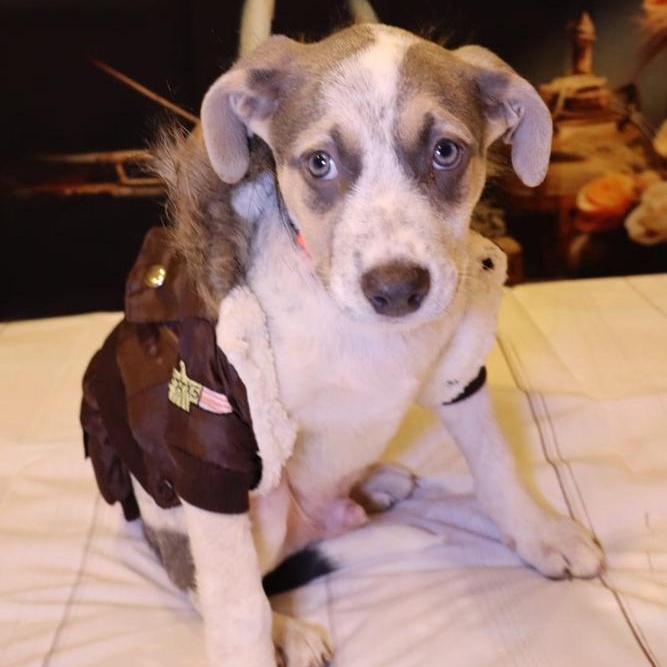 Dog for adoption Saint, an Australian Cattle Dog / Blue Heeler