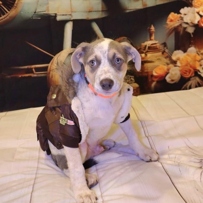 Dog for adoption Saint, an Australian Cattle Dog / Blue Heeler