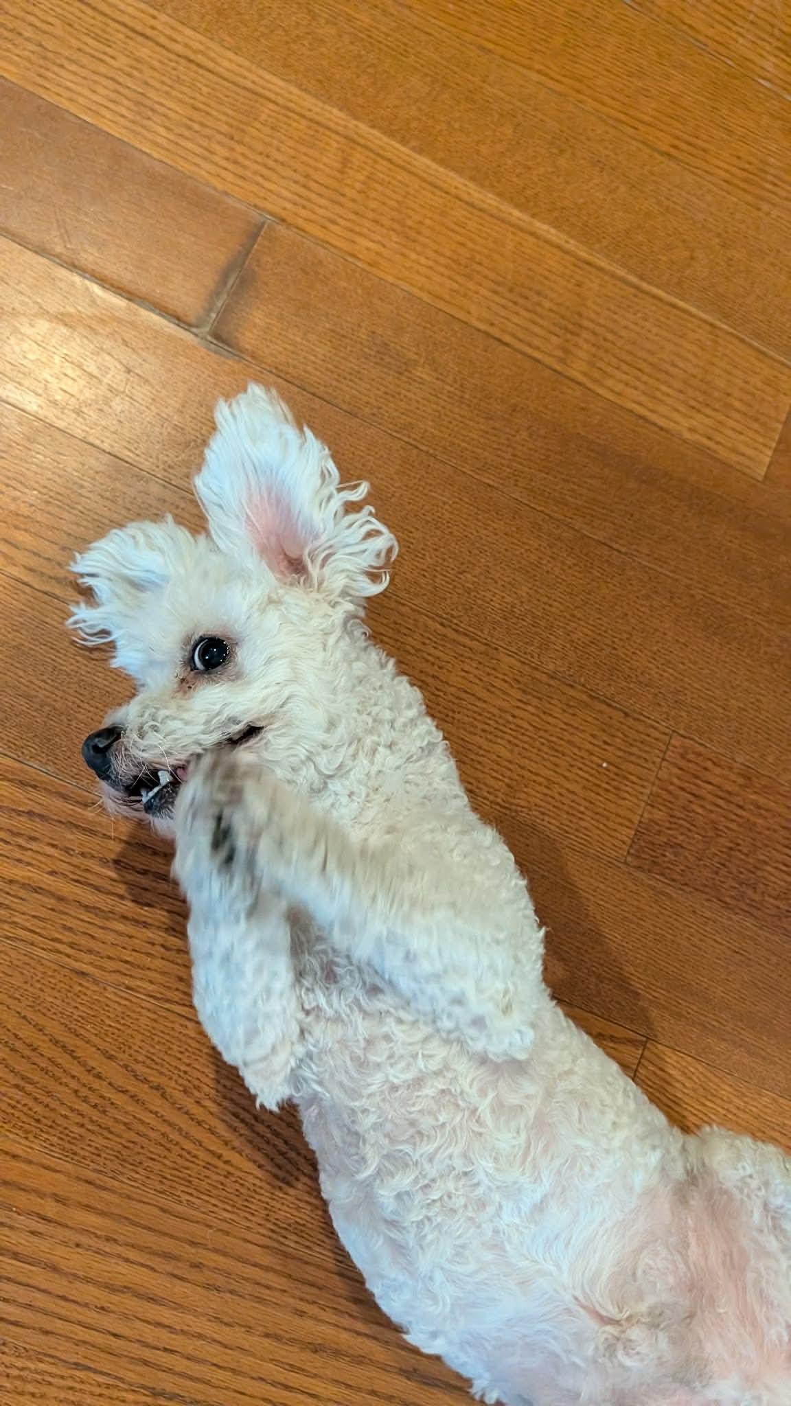 Chico K3, a ADOPTABLE Maltipoo in Kankakee, IL image 3/6