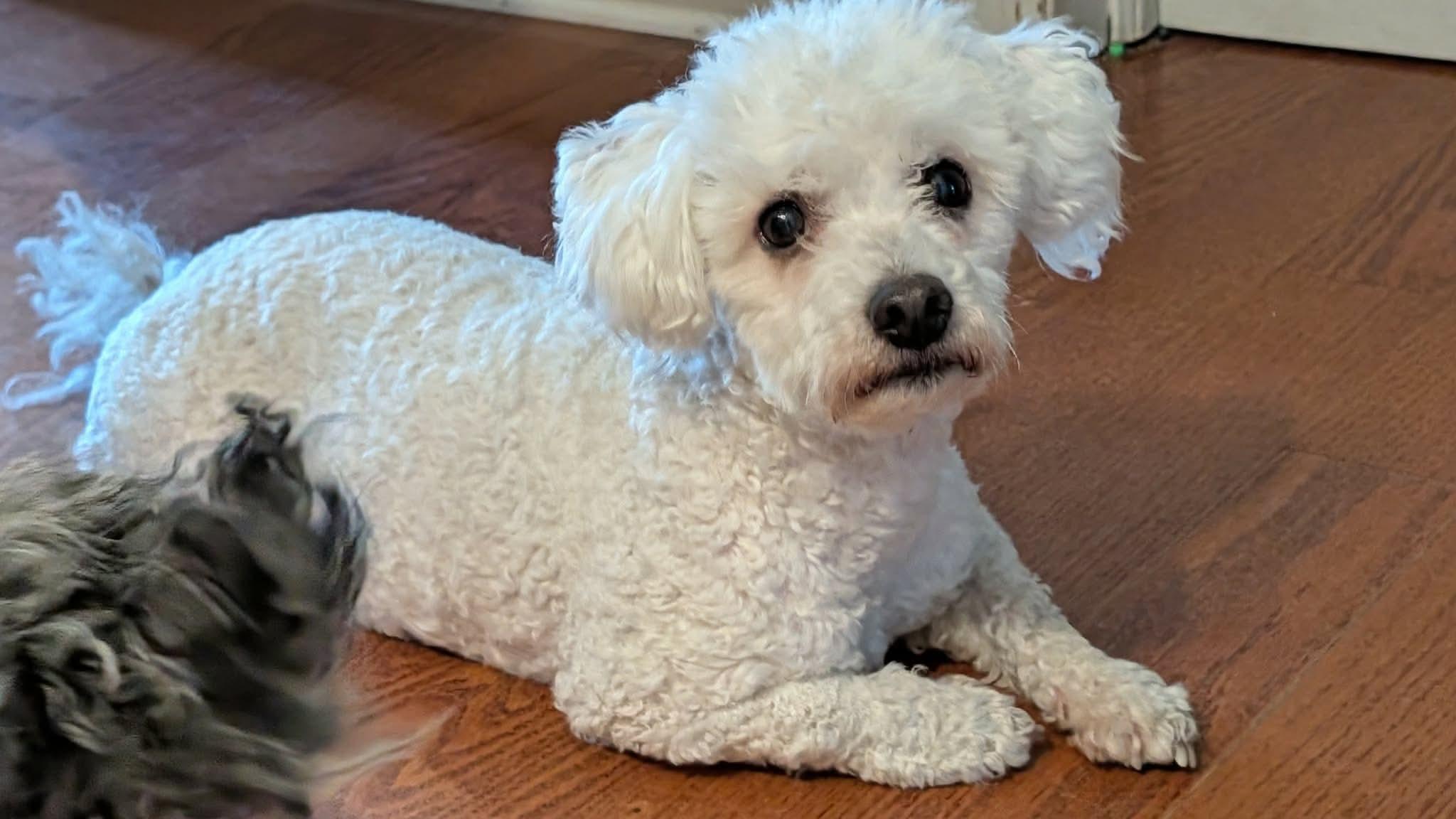 Chico K3, a ADOPTABLE Maltipoo in Kankakee, IL image 5/6