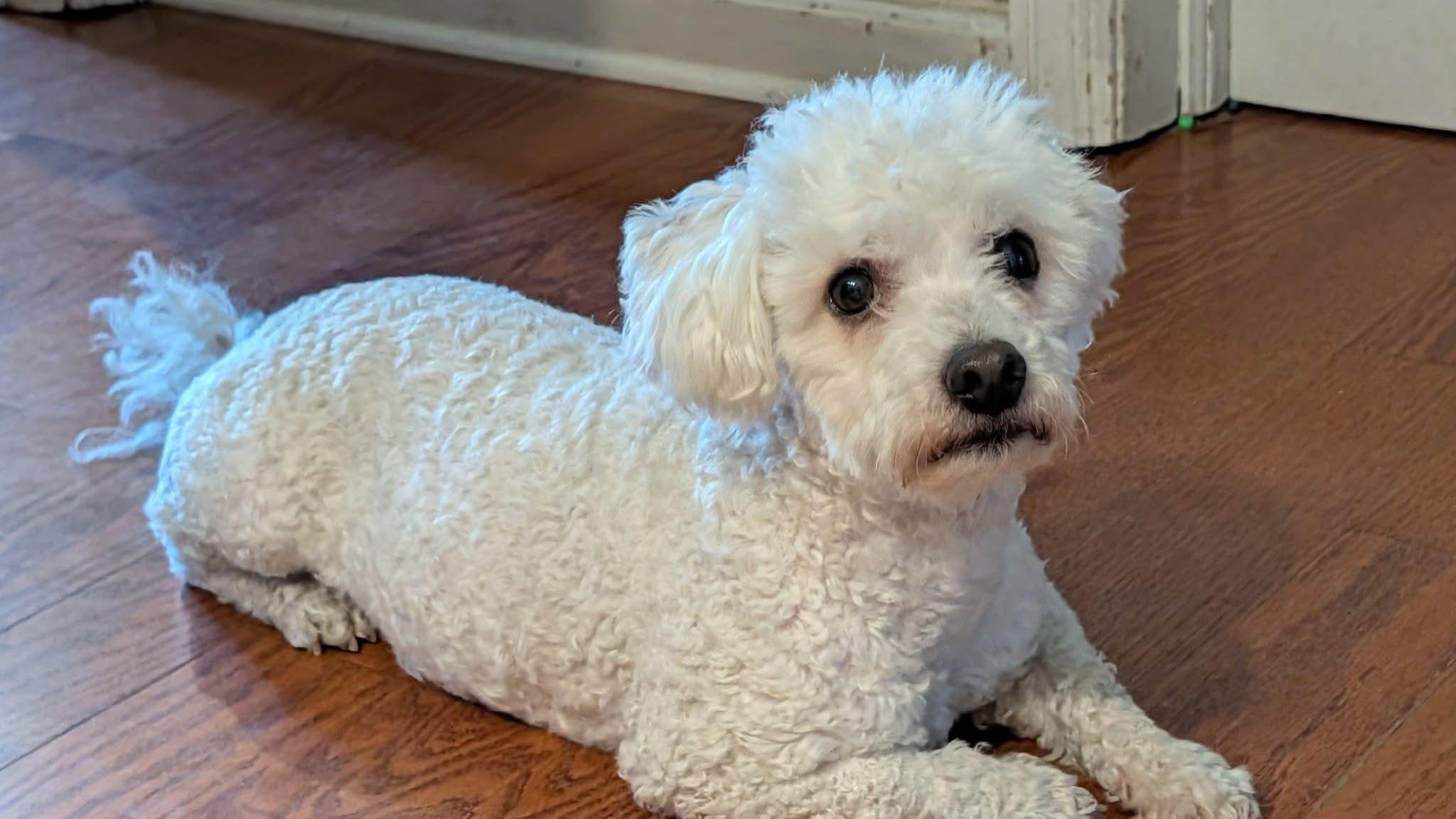 Chico K3, ADOPTABLE, Adult Male Maltipoo.