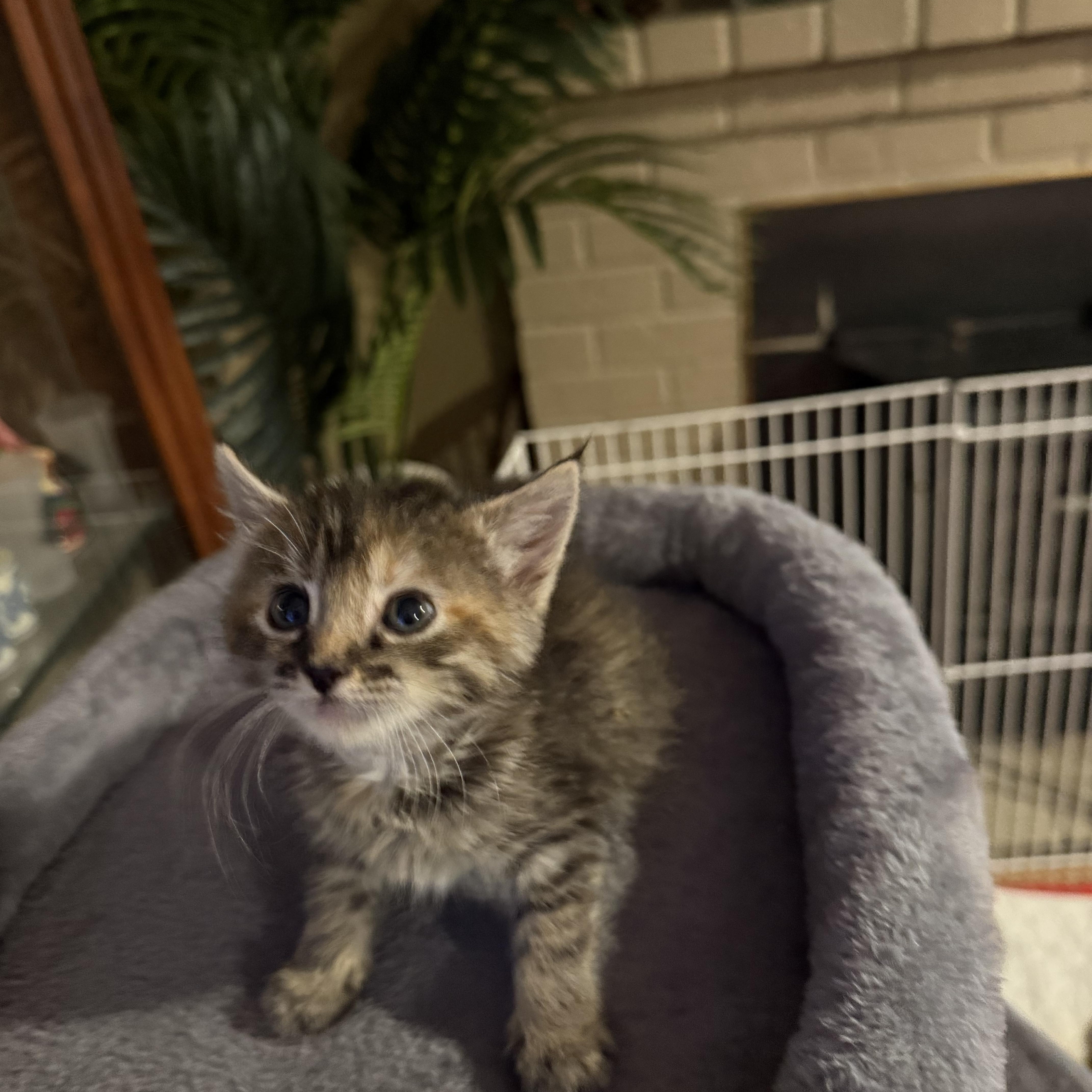 Enlarge Aphrodite, an adopted mixed breed in Tracy, CA image 1/3