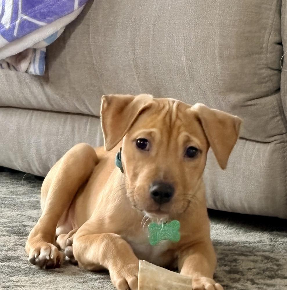 Enlarge Frappe - 25281, a Adoptable mixed breed in Armonk, NY image 1/6