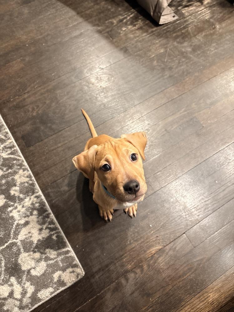 Enlarge Frappe - 25281, a Adoptable mixed breed in Armonk, NY image 2/6