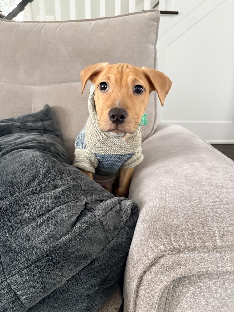 Enlarge Frappe - 25281, a Adoptable mixed breed in Armonk, NY image 3/6