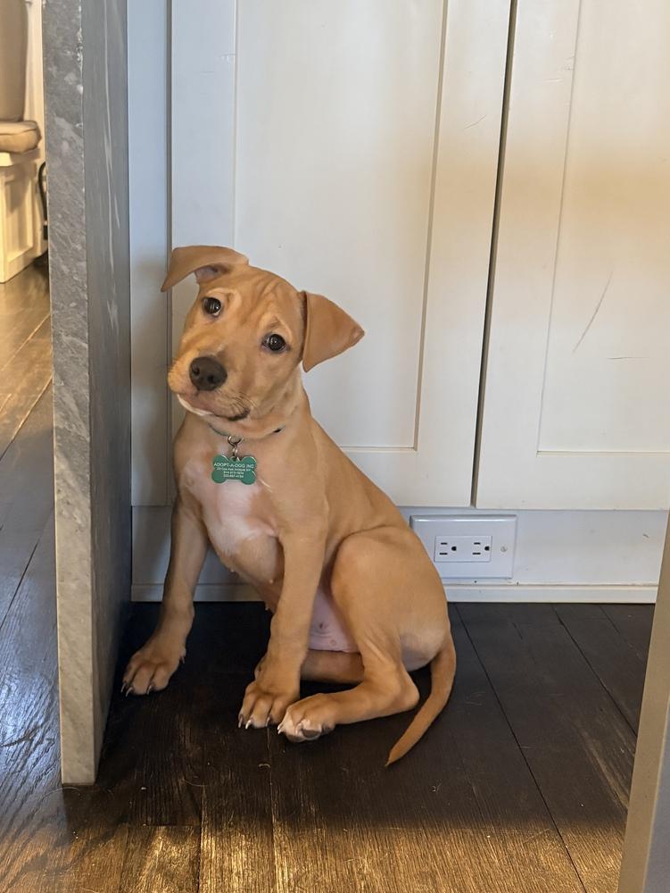 Enlarge Frappe - 25281, a Adoptable mixed breed in Armonk, NY image 5/6