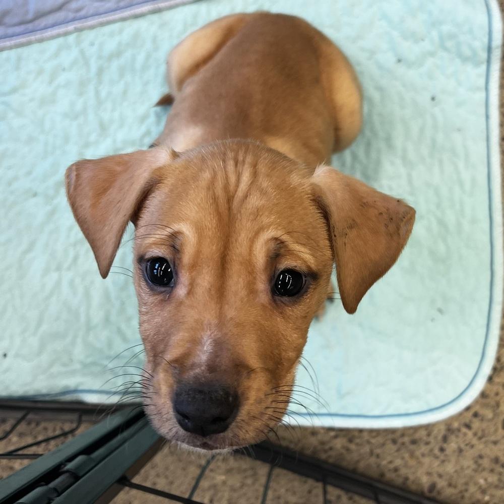 Frappe - 25281, Adoptable, Puppy Male Pit Bull Terrier.