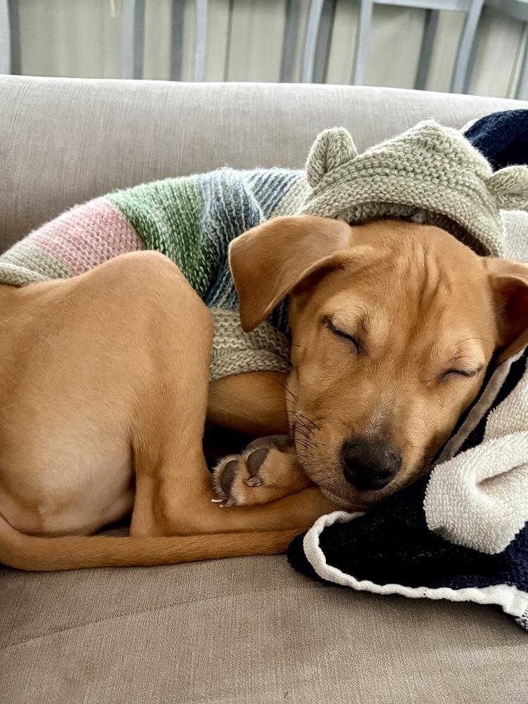 Enlarge Frappe - 25281, a Adoptable mixed breed in Armonk, NY image 6/6