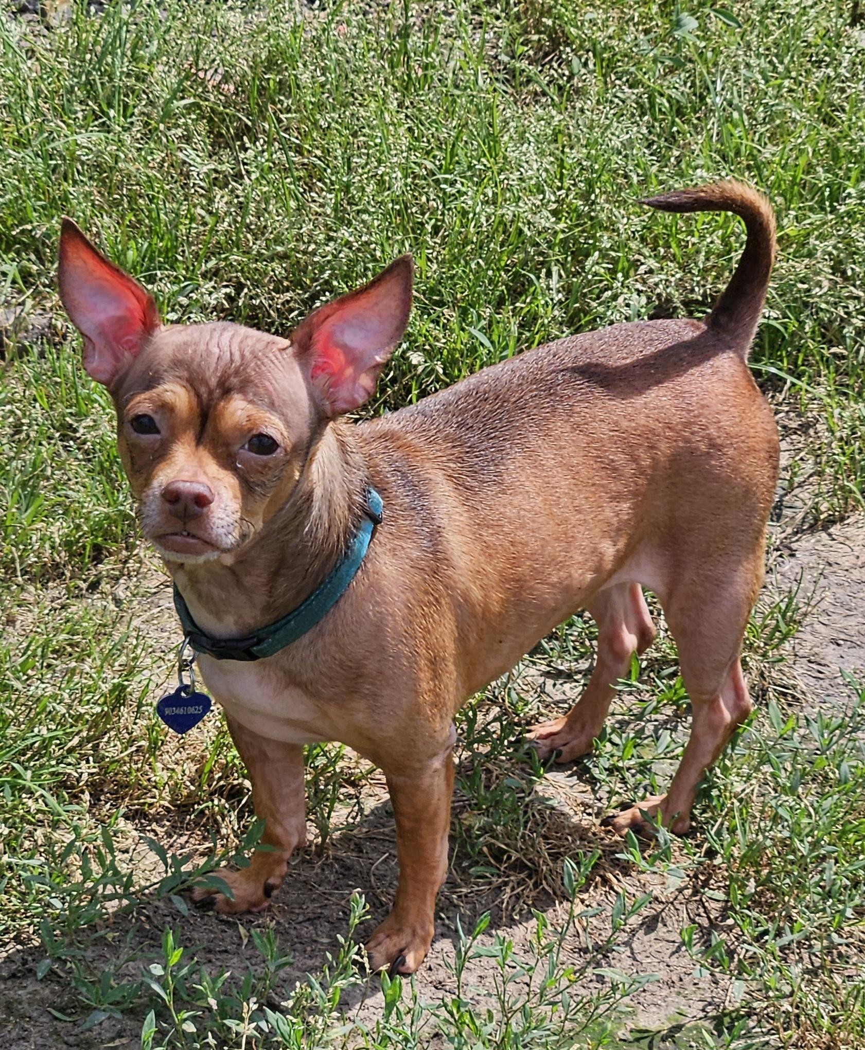 Lil Red (see sibling Diamond)