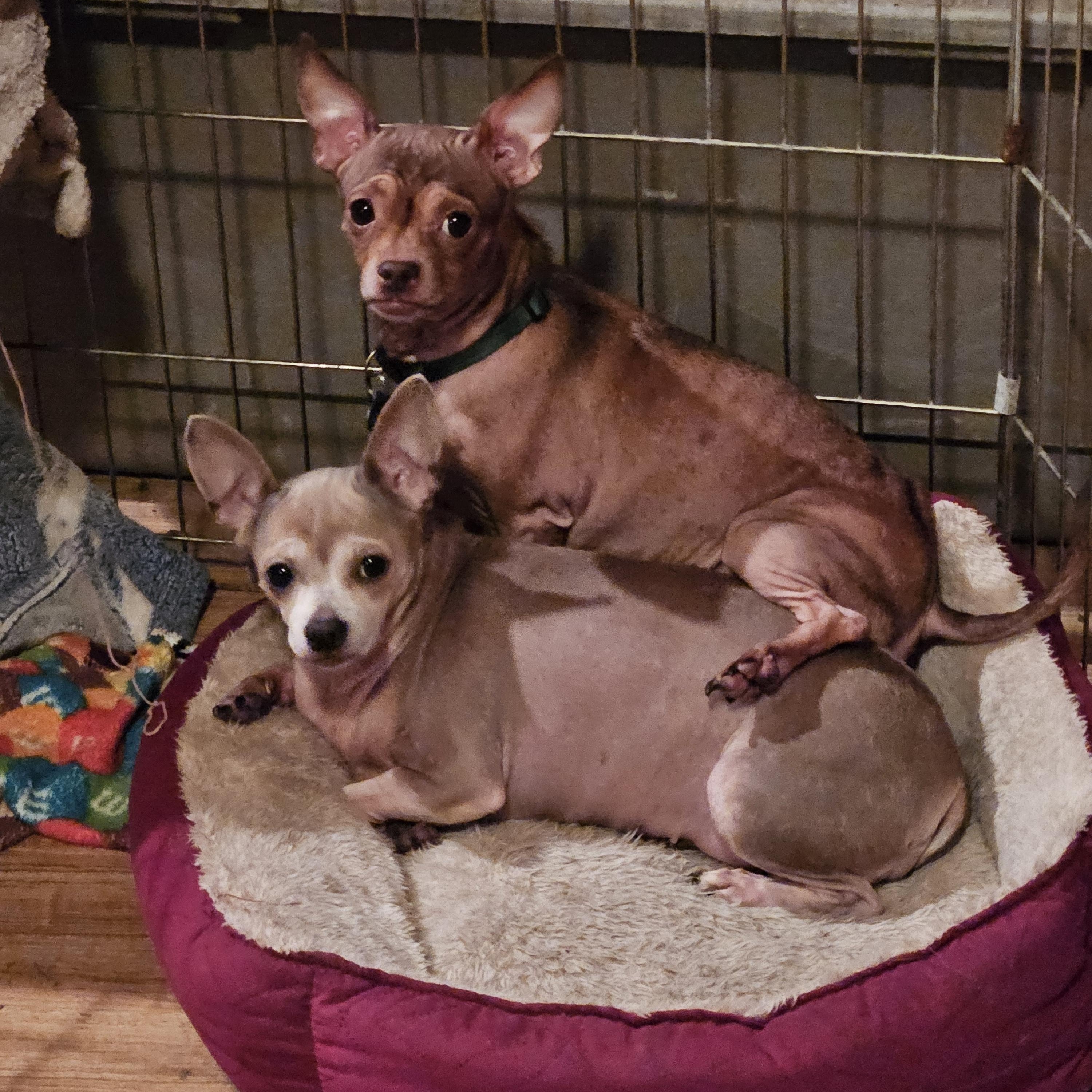 Lil Red (see sibling Diamond), a Adoptable Chihuahua in Lone Oak, TX image 3/3