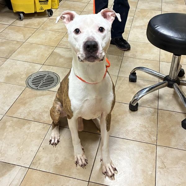 Enlarge Bouncer (mcas), a Adoptable mixed breed in Troutdale, OR image 1/1
