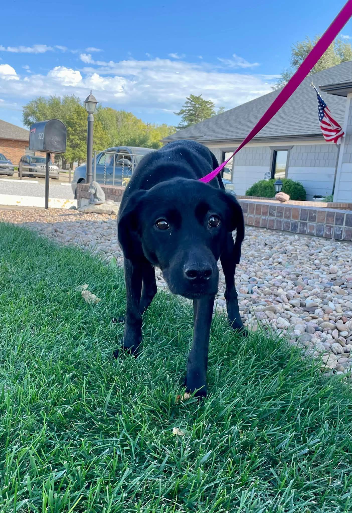 Enlarge Ember, a Adoptable mixed breed in Abilene, KS image 6/6