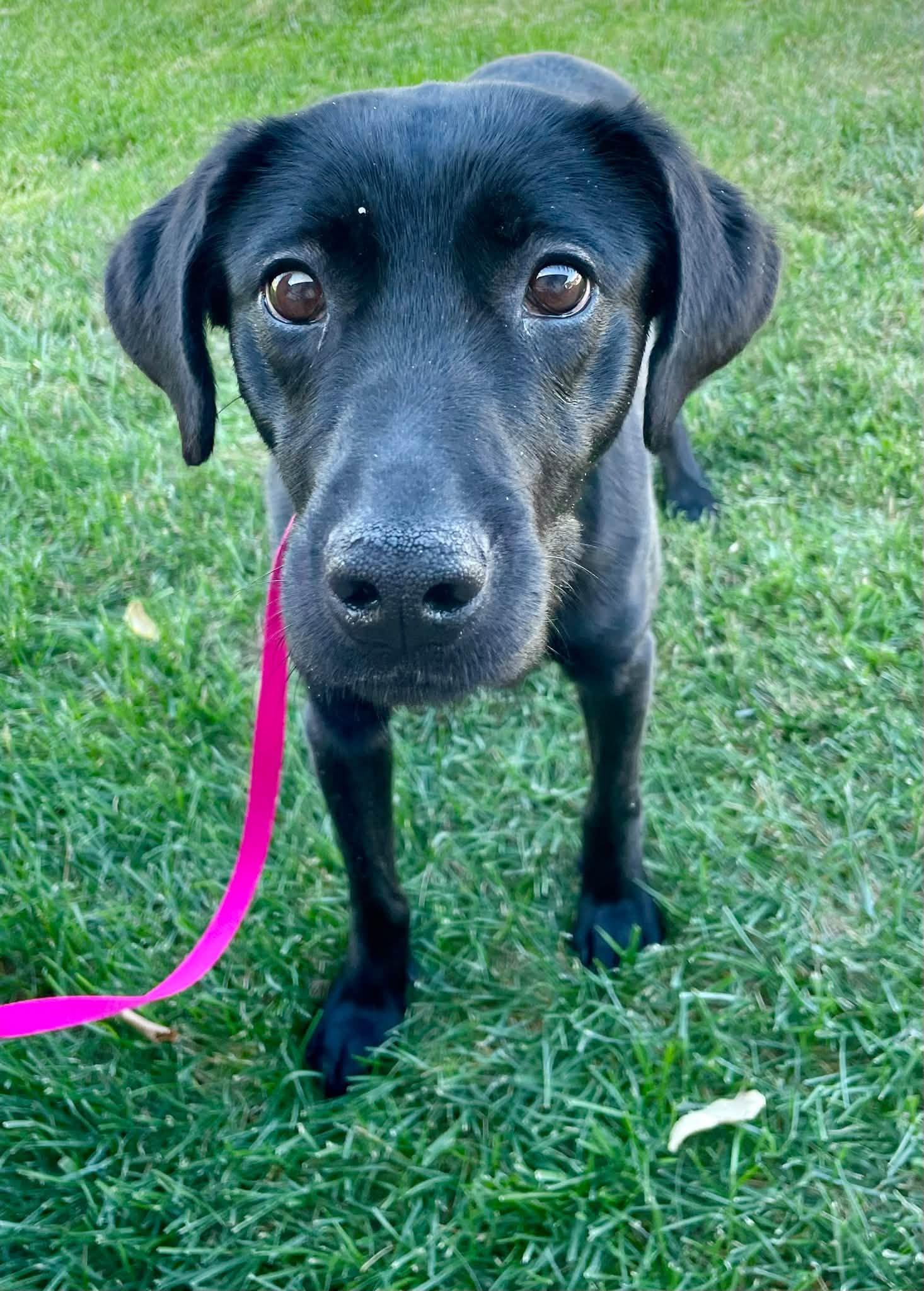 Enlarge Ember, a Adoptable mixed breed in Abilene, KS image 2/6