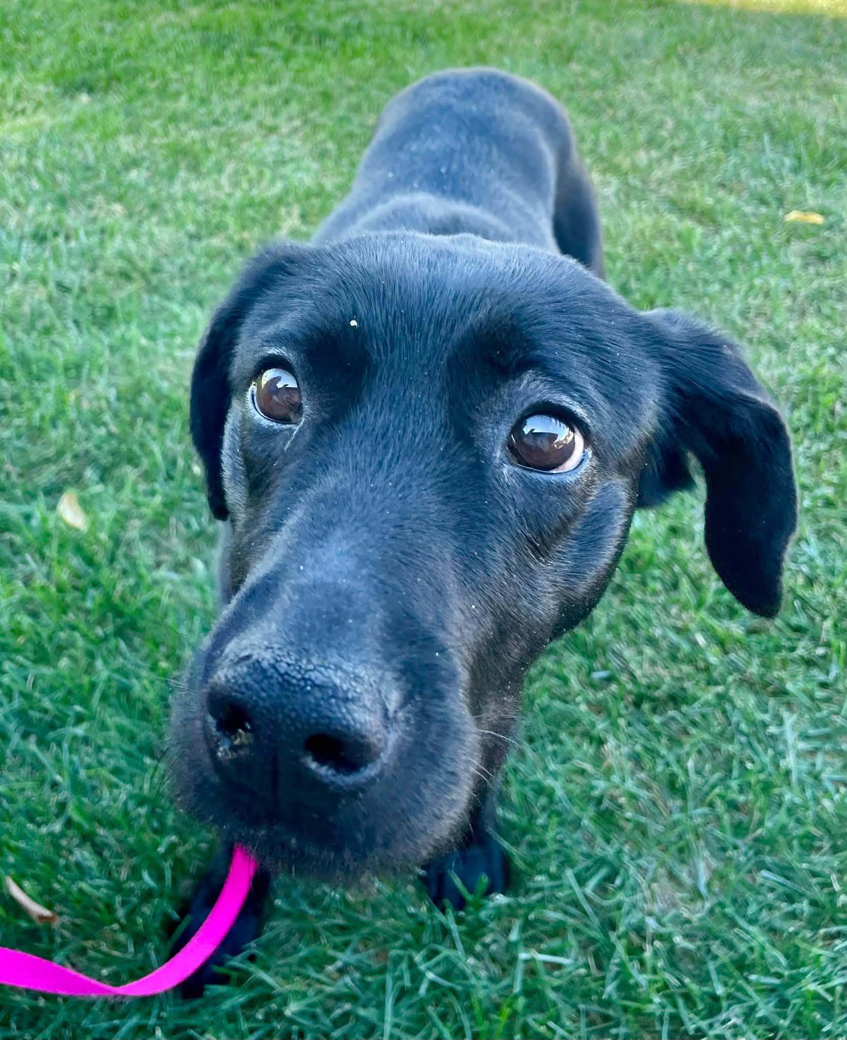 Enlarge Ember, a Adoptable mixed breed in Abilene, KS image 3/6