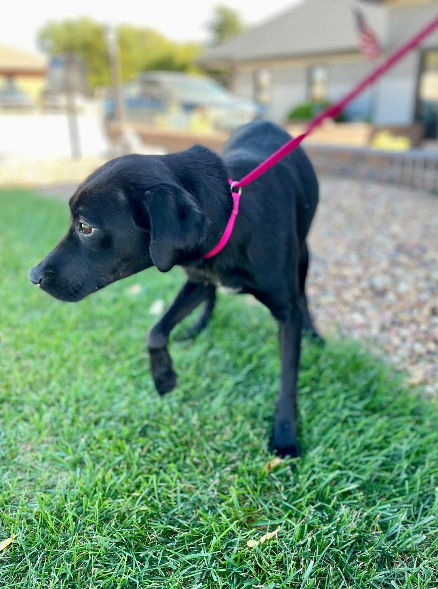 Enlarge Ember, a Adoptable mixed breed in Abilene, KS image 5/6