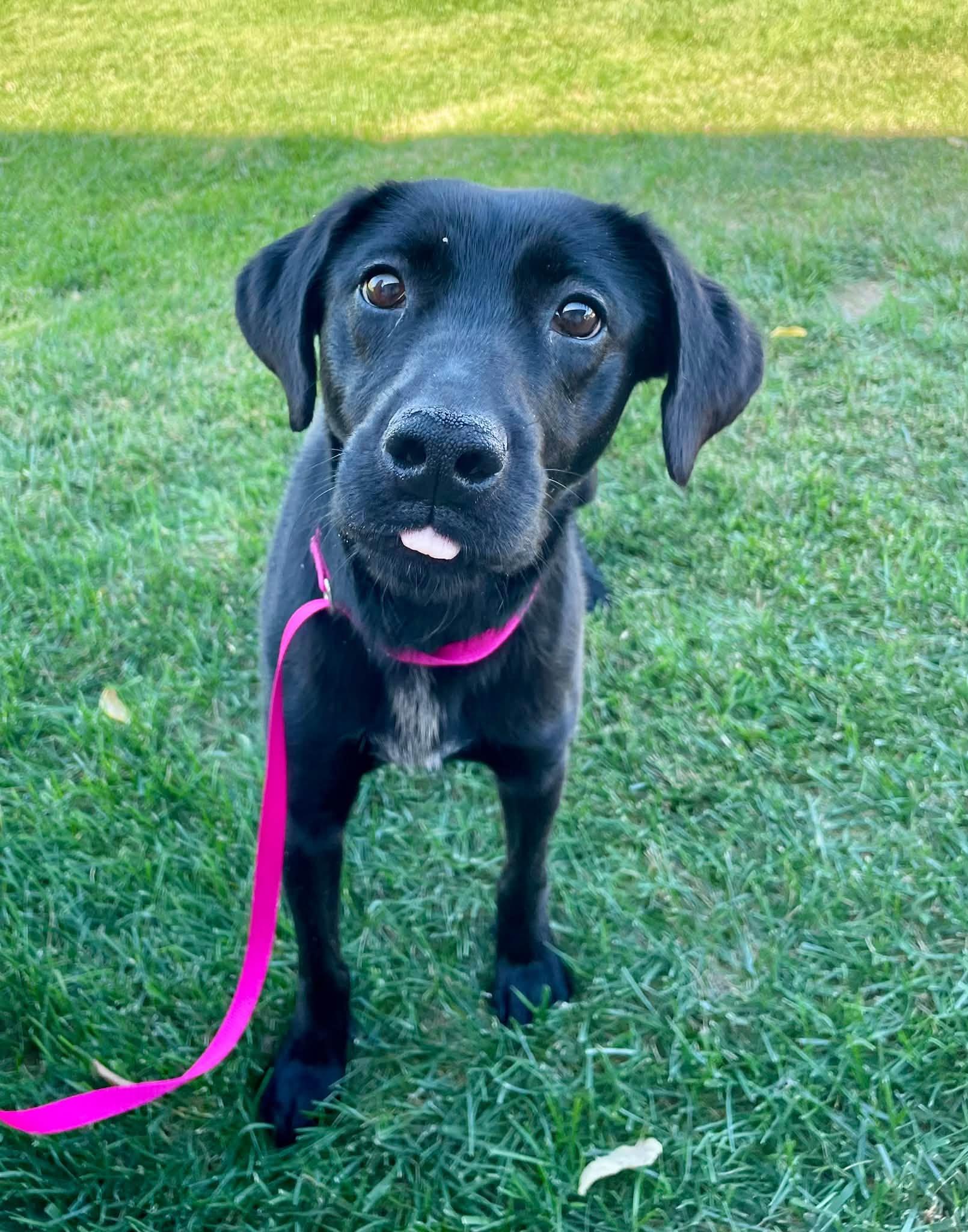 Enlarge Ember, a Adoptable mixed breed in Abilene, KS image 1/6