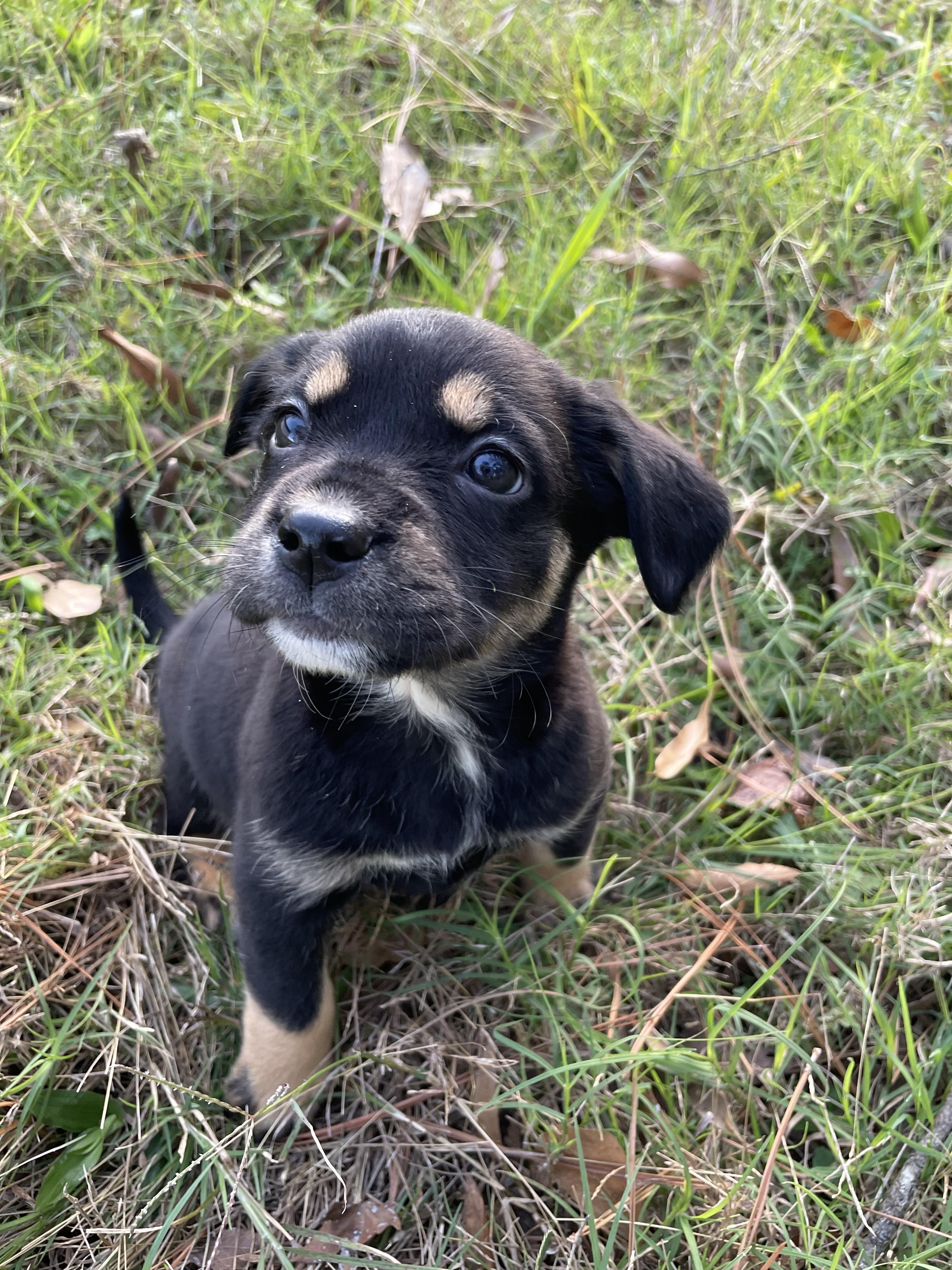 Enlarge Isla, an adopted mixed breed in Clinton, NJ image 5/6
