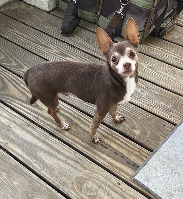 Enlarge Coco, a Adopted mixed breed in Chalmette, LA image 2/4