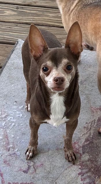 Enlarge Coco, a Adopted mixed breed in Chalmette, LA image 3/4