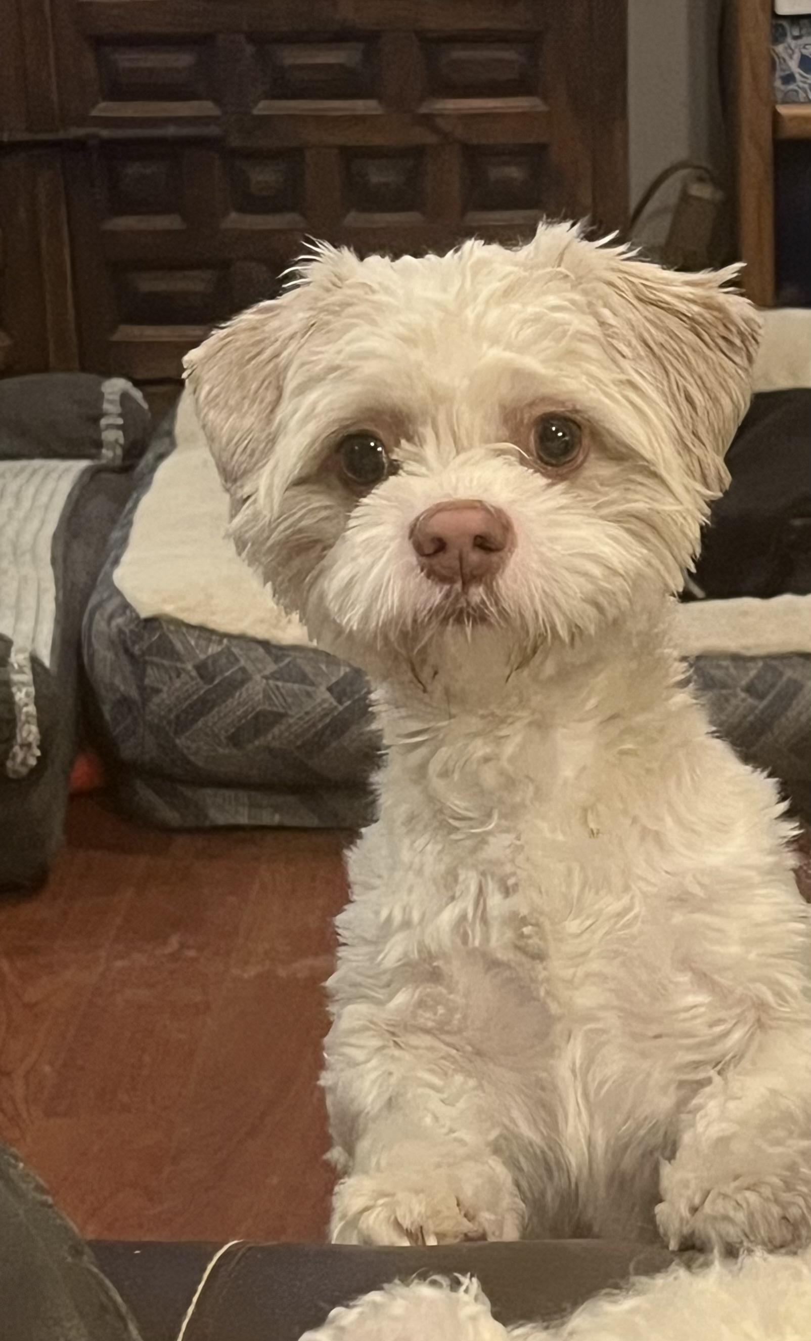 Canelo, adopted, Adult Male Shih Tzu.