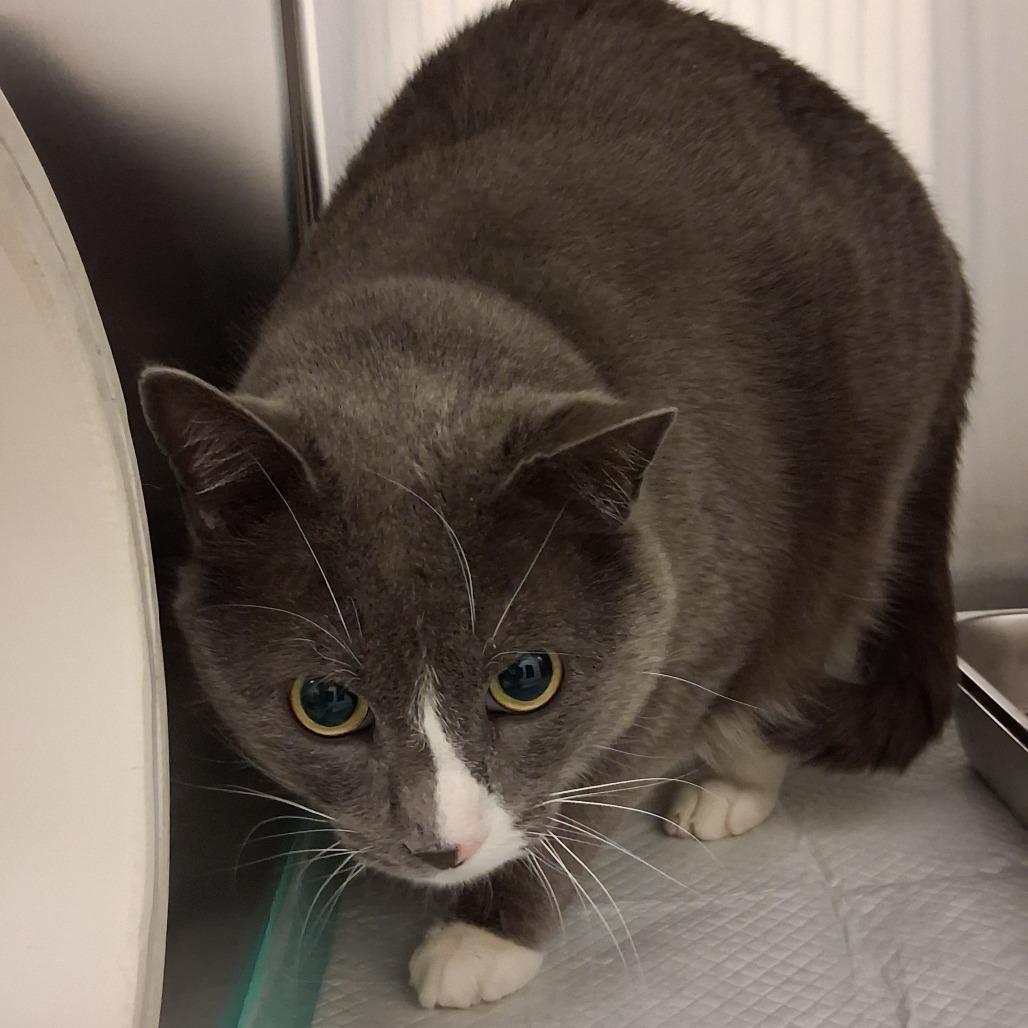Romeo, Adoptable, Adult Male Domestic Short Hair.