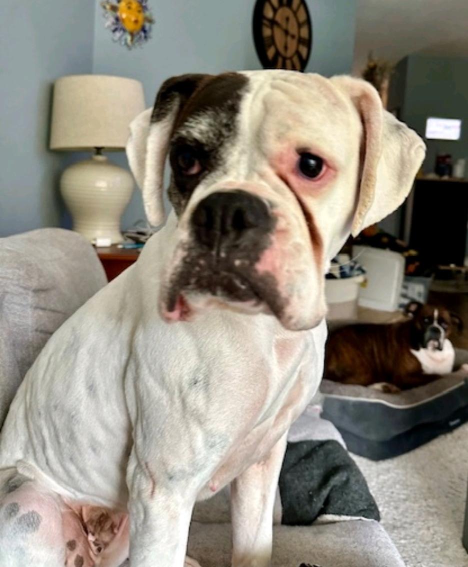 Enlarge Spirit-boxer (fostered in NH), an adoptable Boxer in Franklin, MA image 2/6
