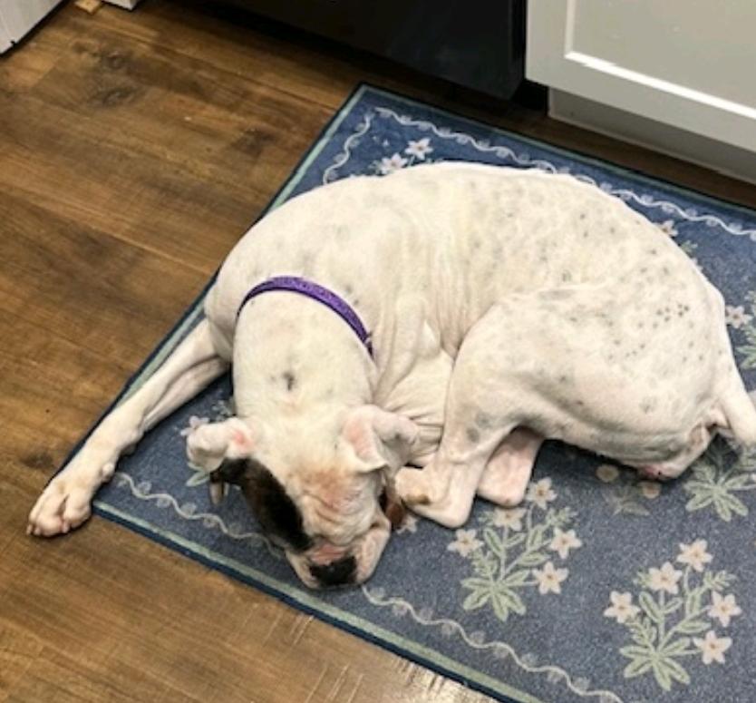 Enlarge Spirit-boxer (fostered in NH), an adoptable Boxer in Franklin, MA image 4/6