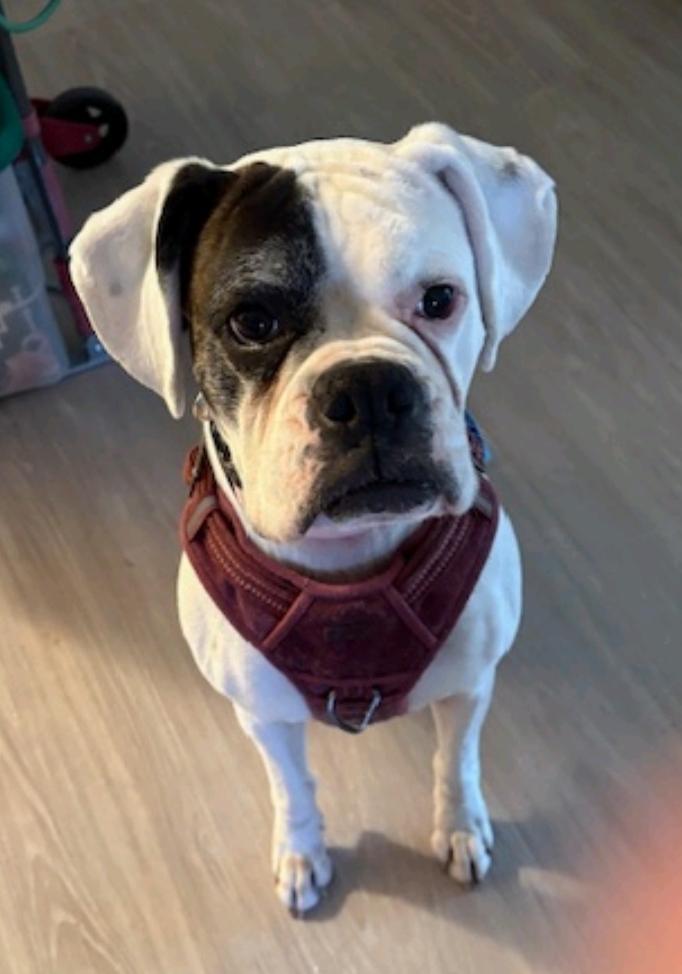 Enlarge Spirit-boxer (fostered in NH), an adoptable Boxer in Franklin, MA image 1/6