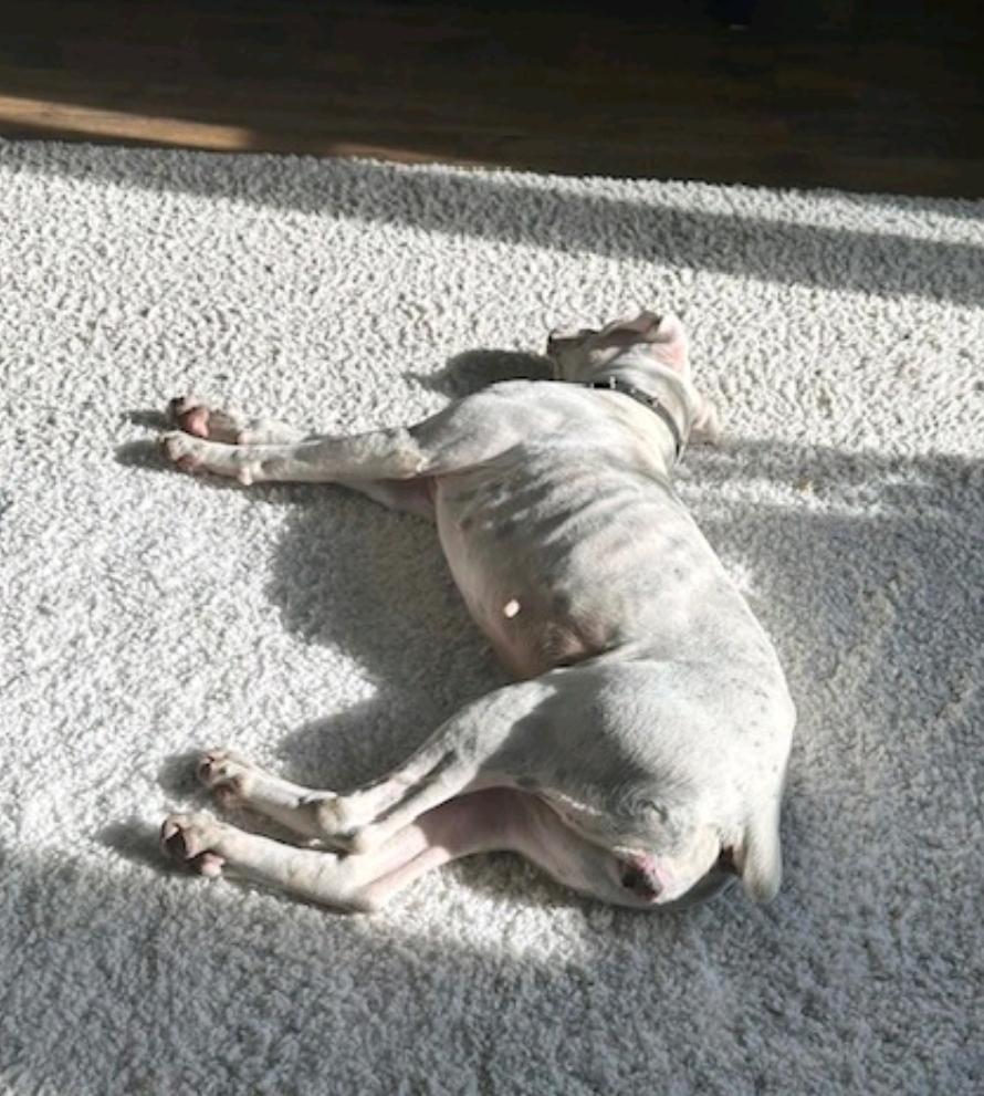 Enlarge Spirit-boxer (fostered in NH), an adoptable Boxer in Franklin, MA image 6/6