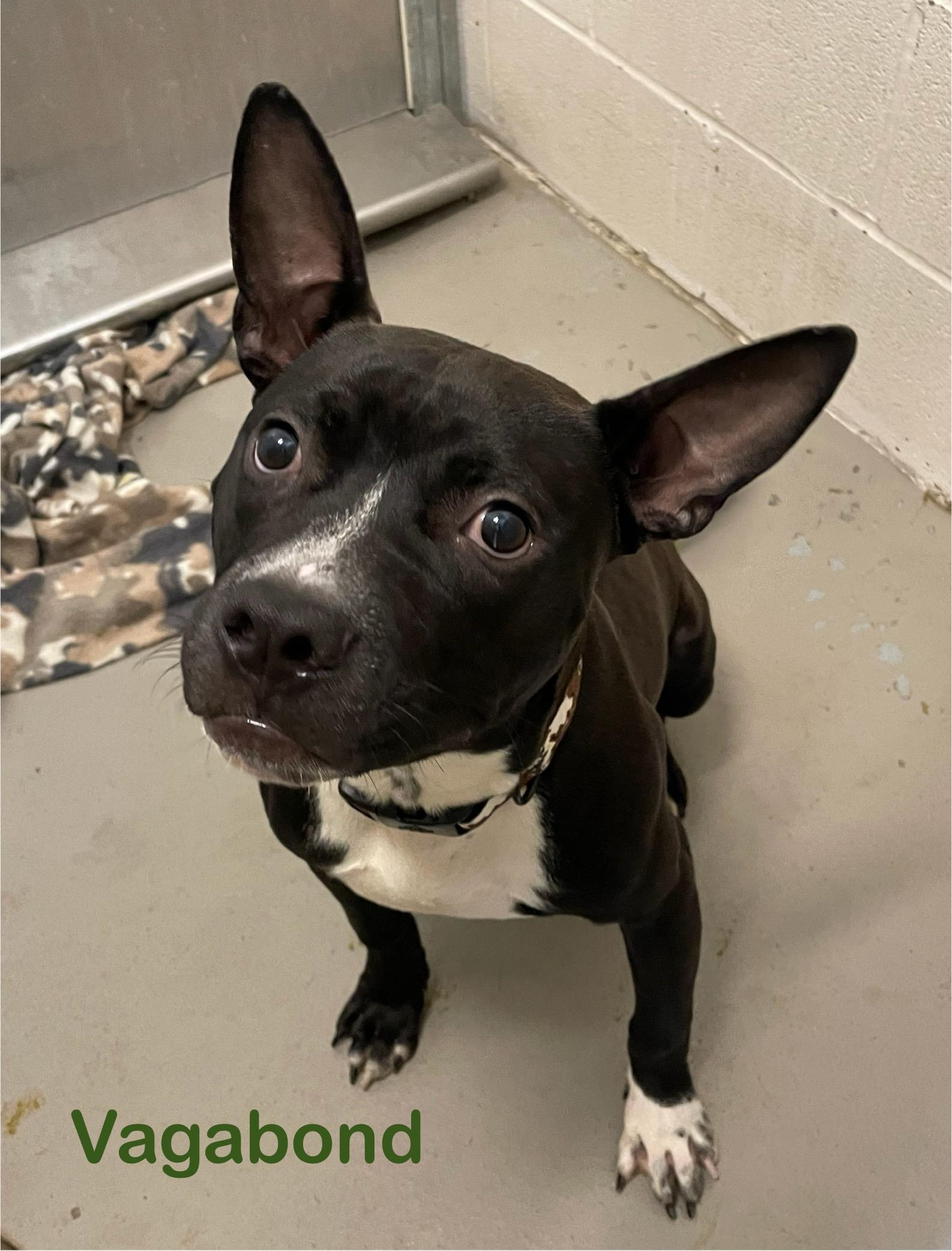 Enlarge Vagabond AVAILABLE, an adoptable mixed breed in Canton, OH image 2/3