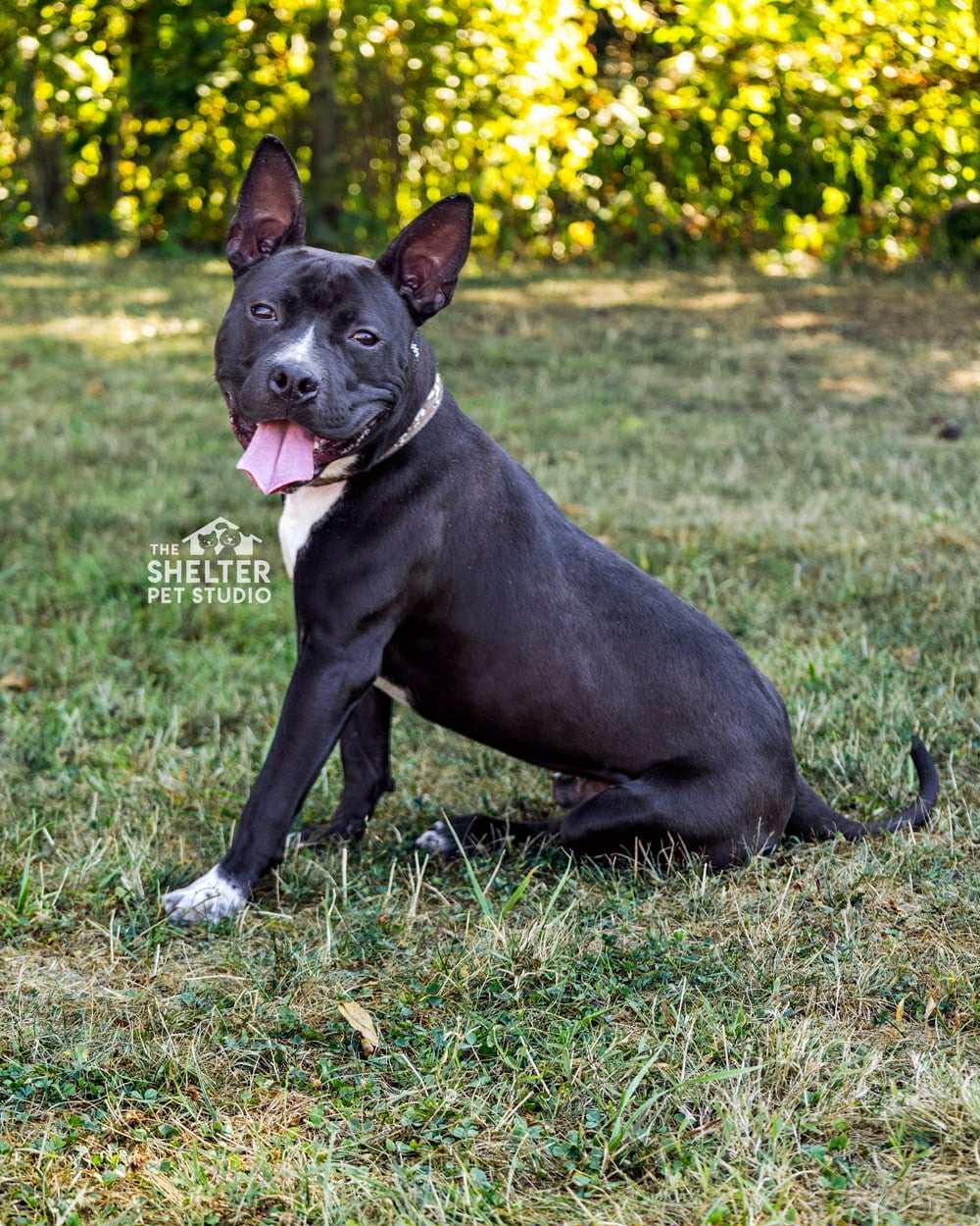 Vagabond AVAILABLE, adoptable, Young Male Boston Terrier.