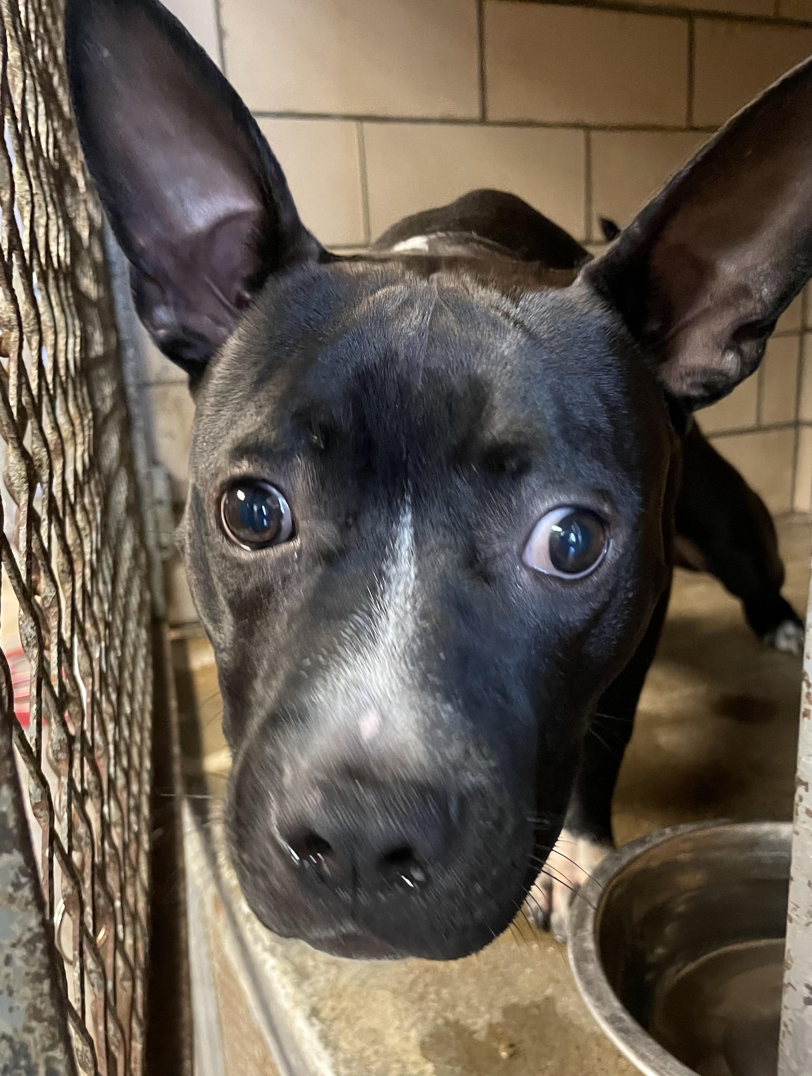 Enlarge Vagabond AVAILABLE, an adoptable mixed breed in Canton, OH image 3/3