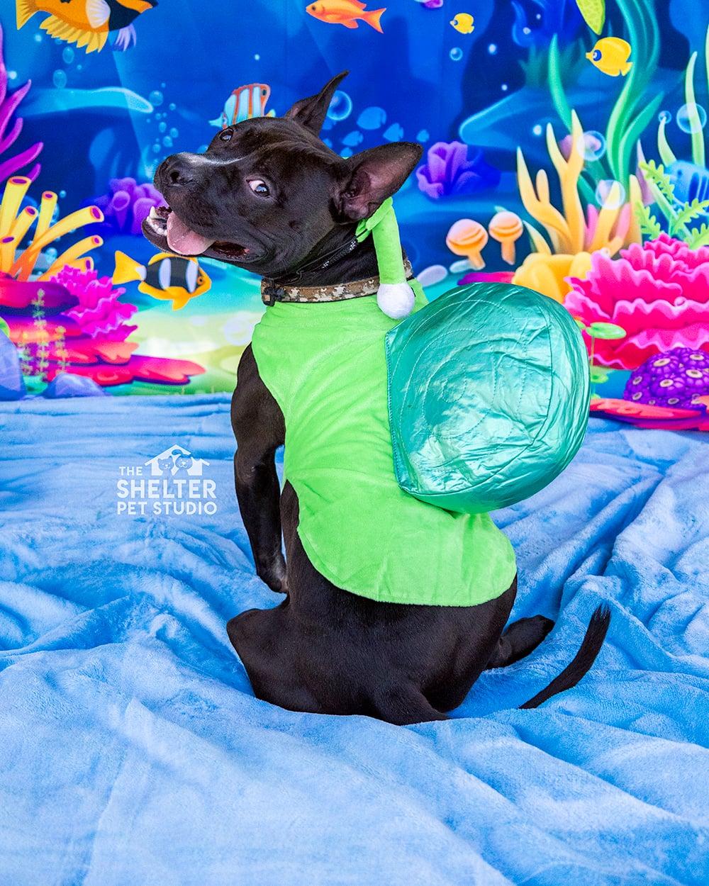 Vagabond AVAILABLE, an adoptable mixed breed in Canton, OH image 1/4