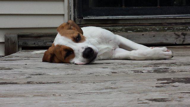 Jerica, a Adopted mixed breed in Johnston, IA image 2/3