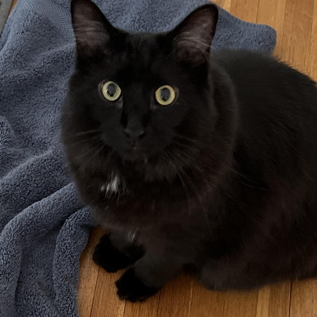 Pumpkin is LOST 1st St NW Rochester, MN